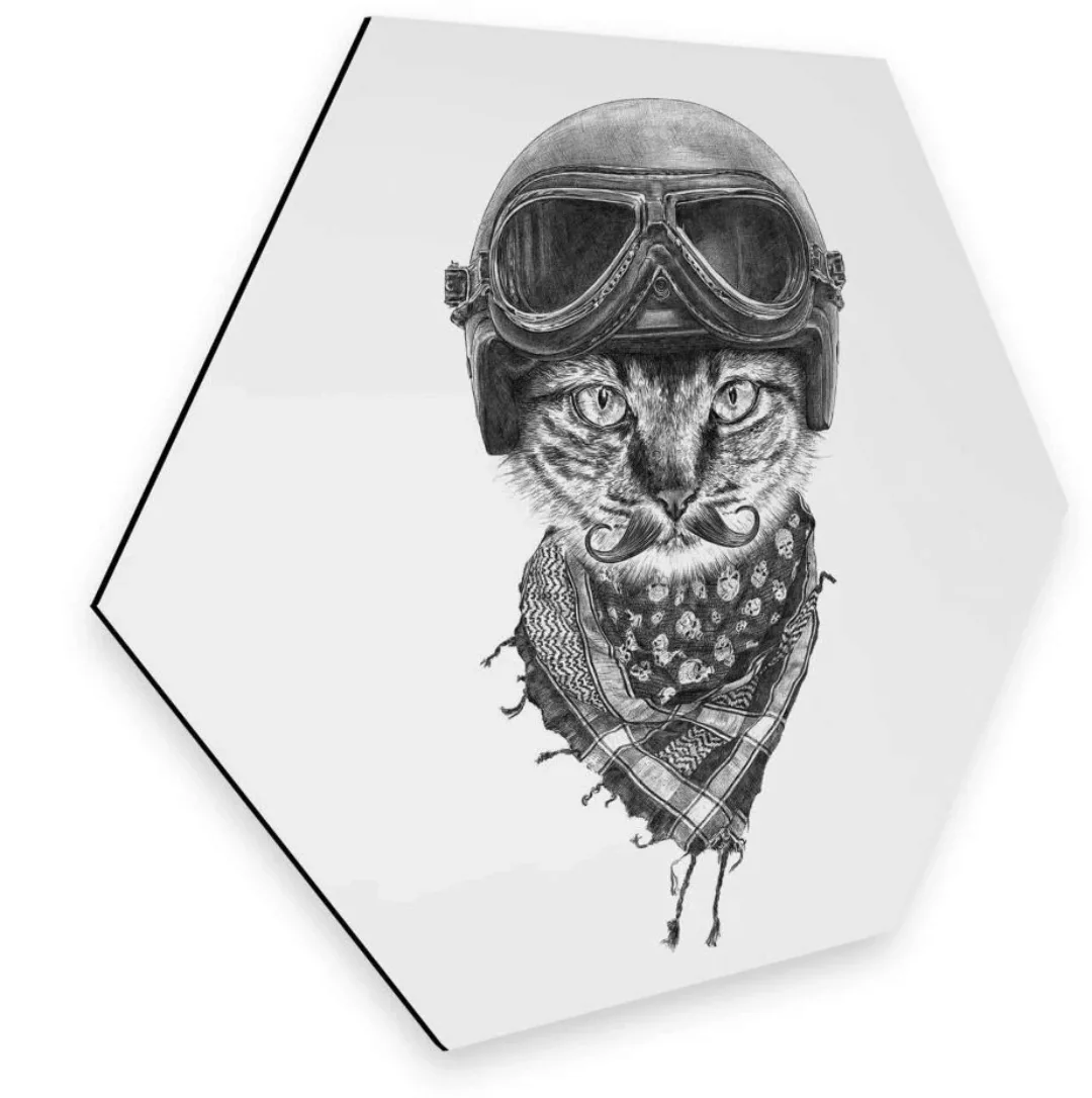 Wall-Art Metallbild "Biker Katze Wanddeko Katzenbild", Schriftzug, (1 St.), günstig online kaufen