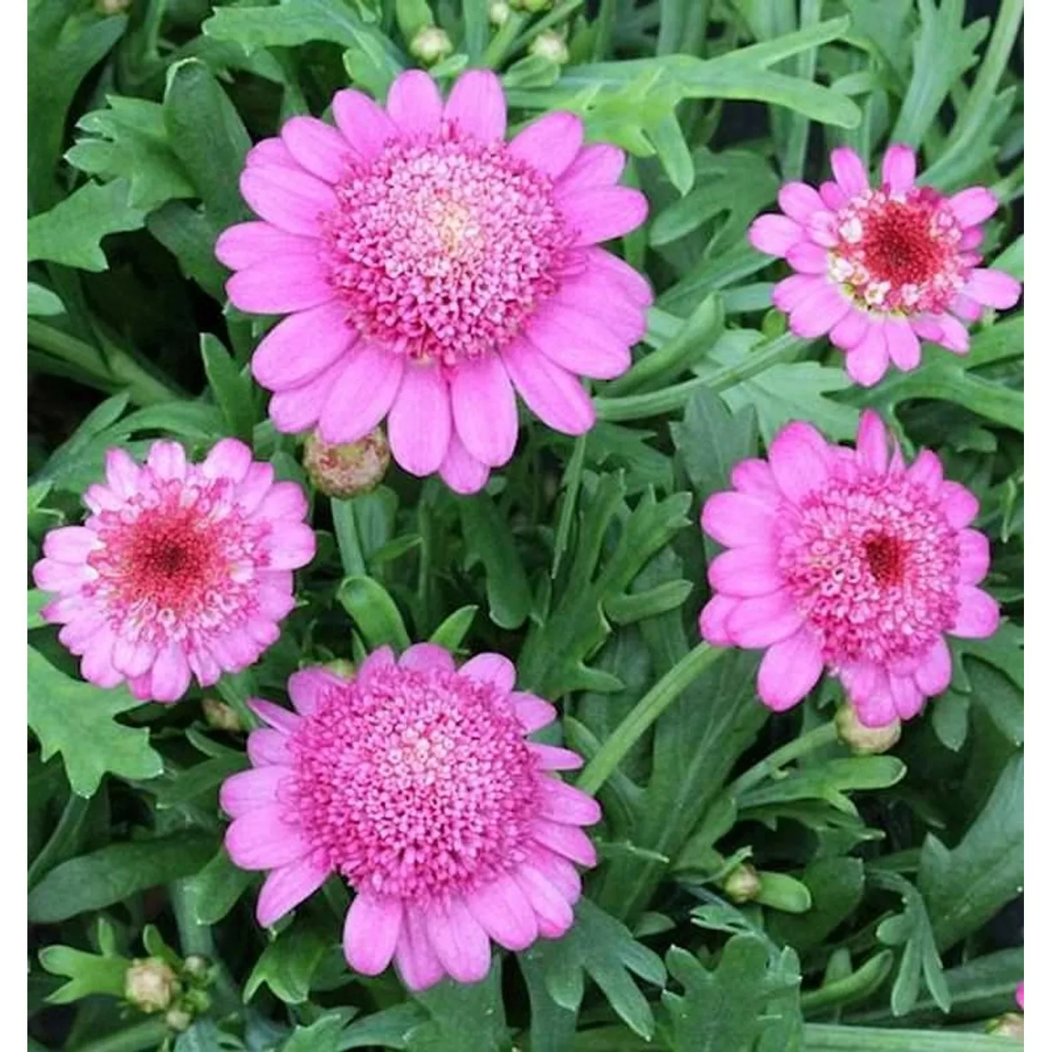 Tauben Skabiose Pink Mist - Scabiosa columbaria günstig online kaufen