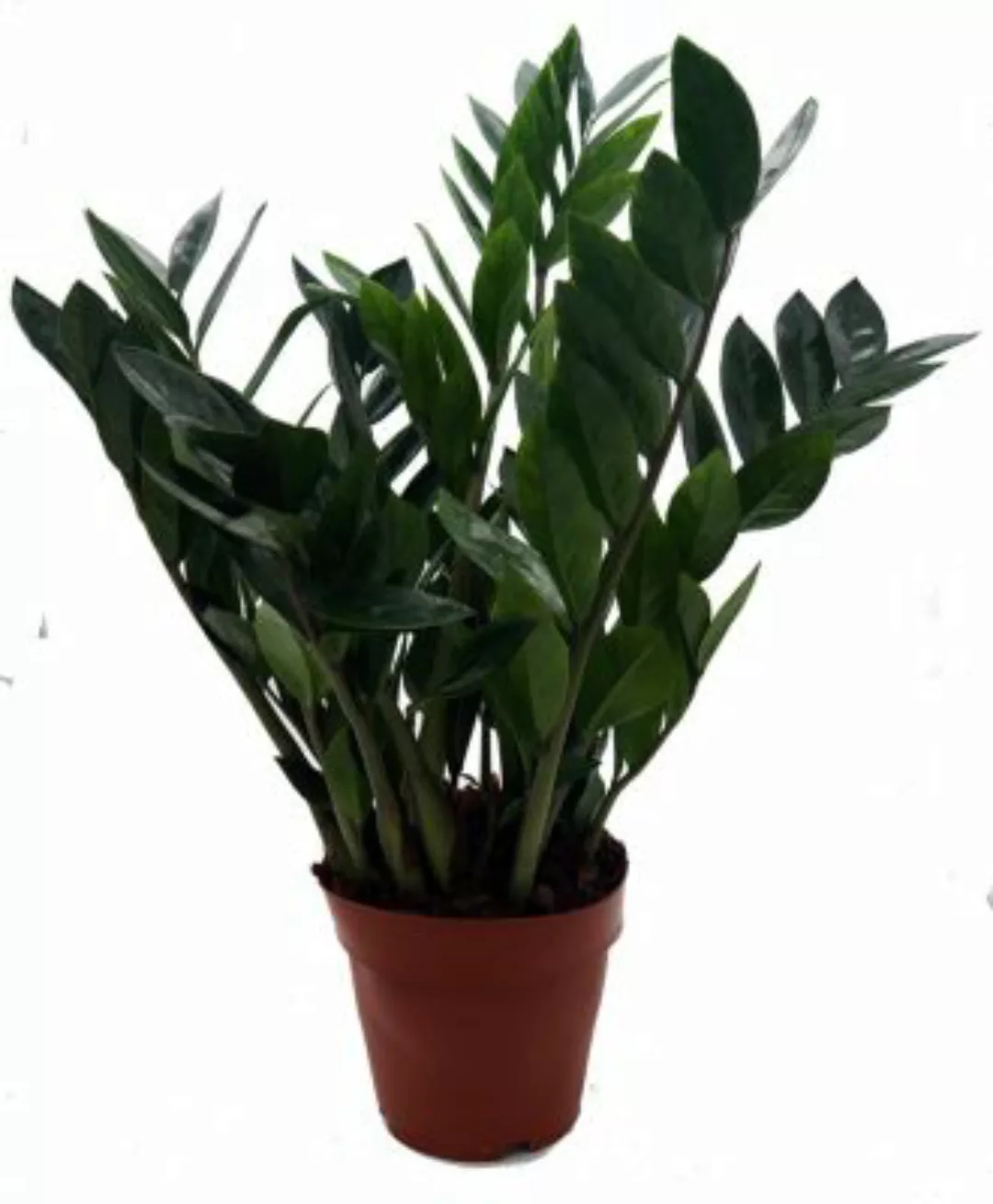 Gärtnerei Müller Zamie, (Zamioculcas zamiifolia), ca. 65cm hoch, 17cm Topf günstig online kaufen