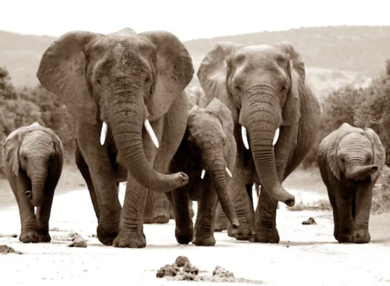 Papermoon Fototapete »Elefanten Sepia« günstig online kaufen