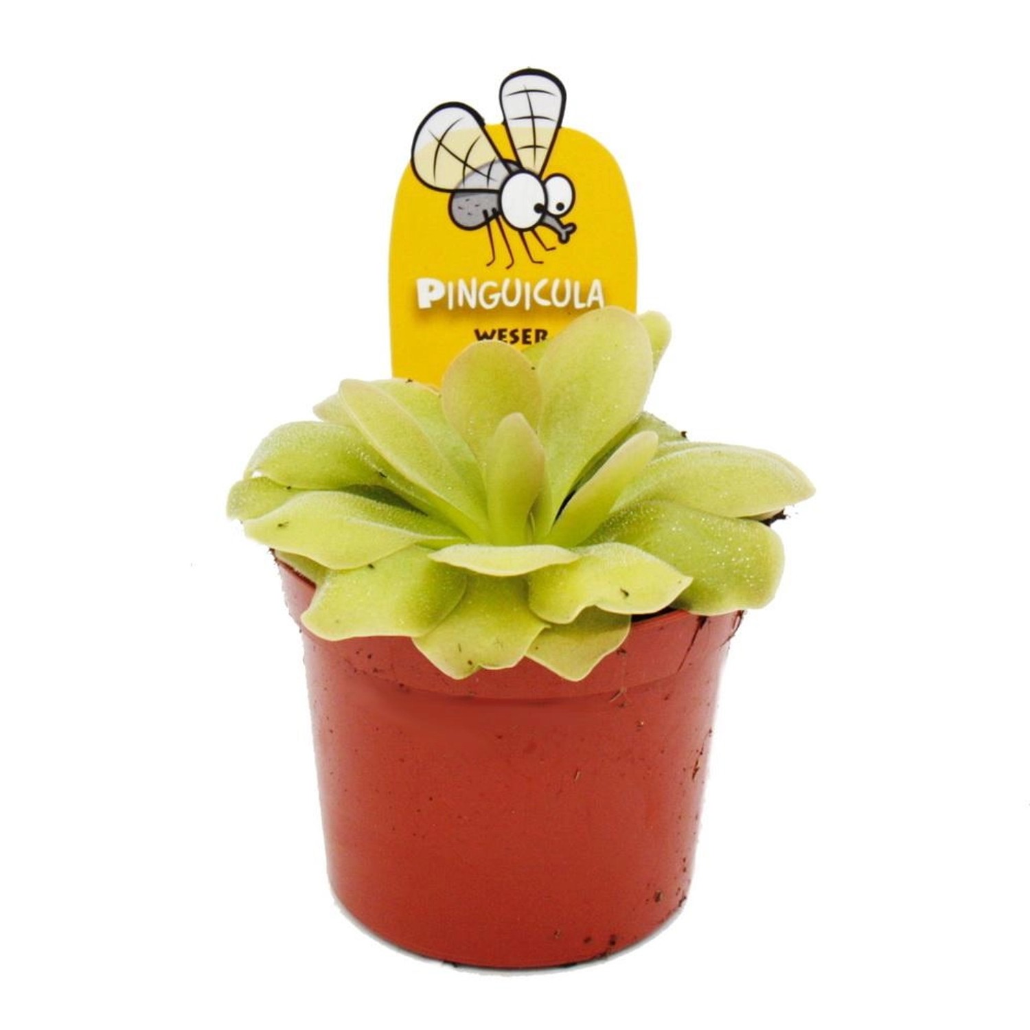 Exotenherz Fleischfressende Pflanze Fettkraut Pinguicula Weser 9cm Topf günstig online kaufen