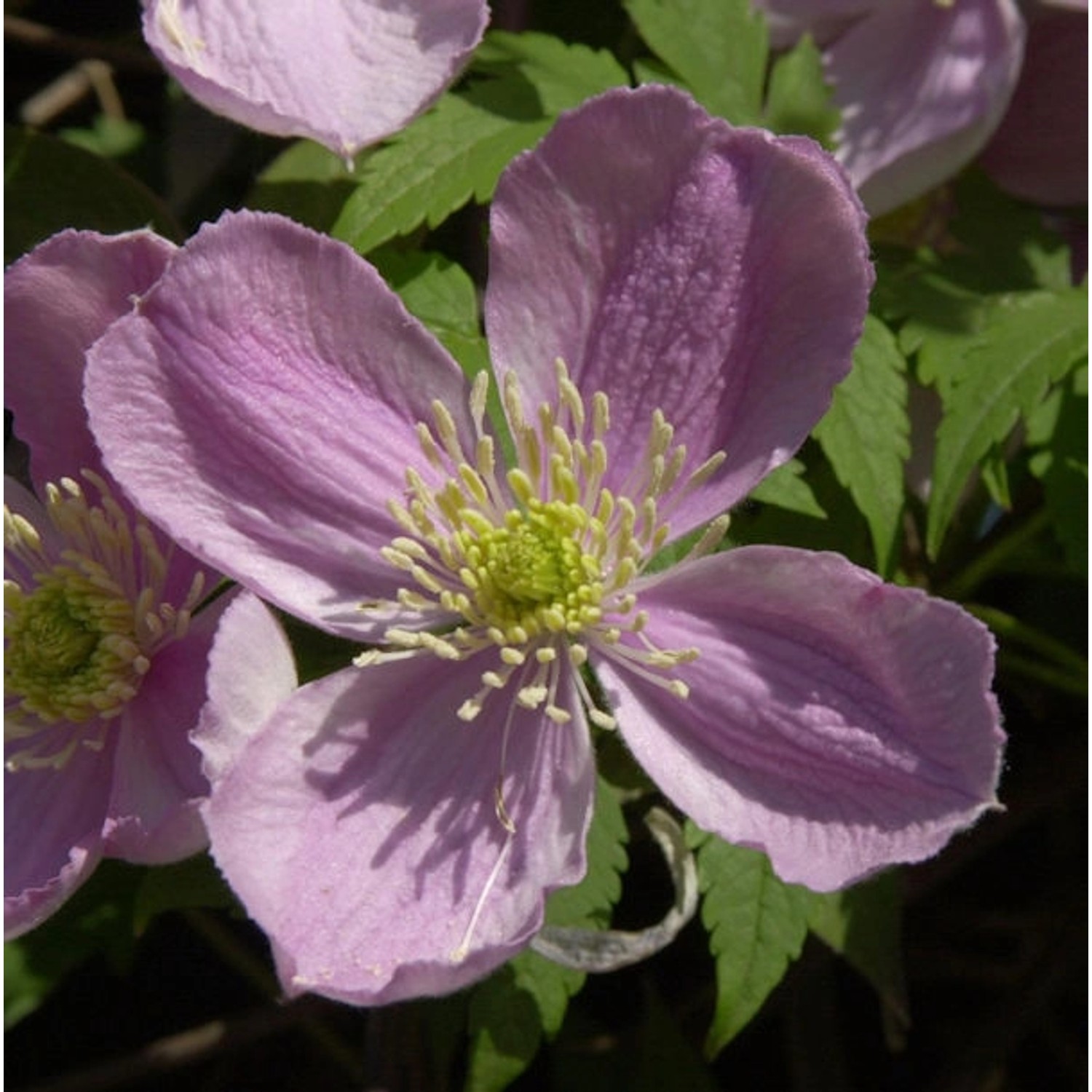 Berg Waldrebe Tetrarose 40-60cm - Clematis montana günstig online kaufen