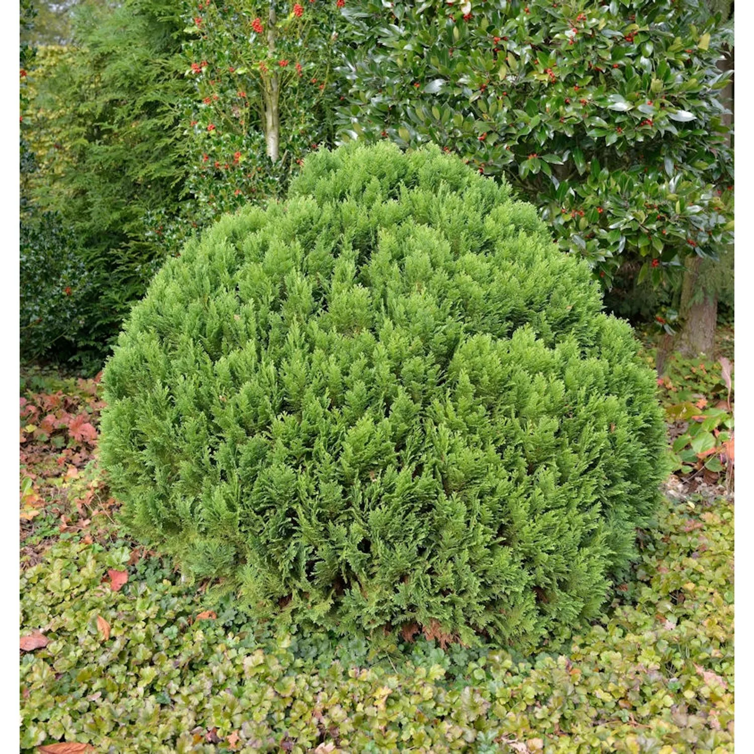 Kugelzypresse Globosa 25-30cm - Chamaecyparis lawsoniana günstig online kaufen