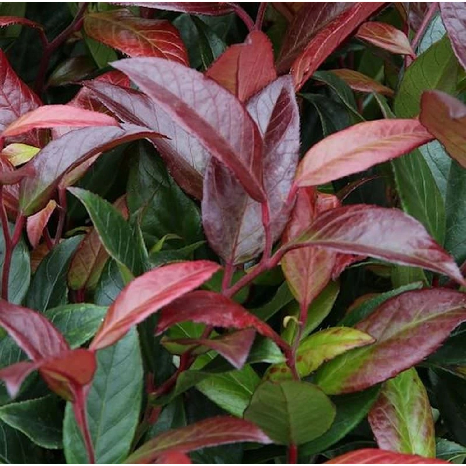 Traubenheide Traubenmyrte Scarletta 20-25cm - Leucothoe walteri günstig online kaufen