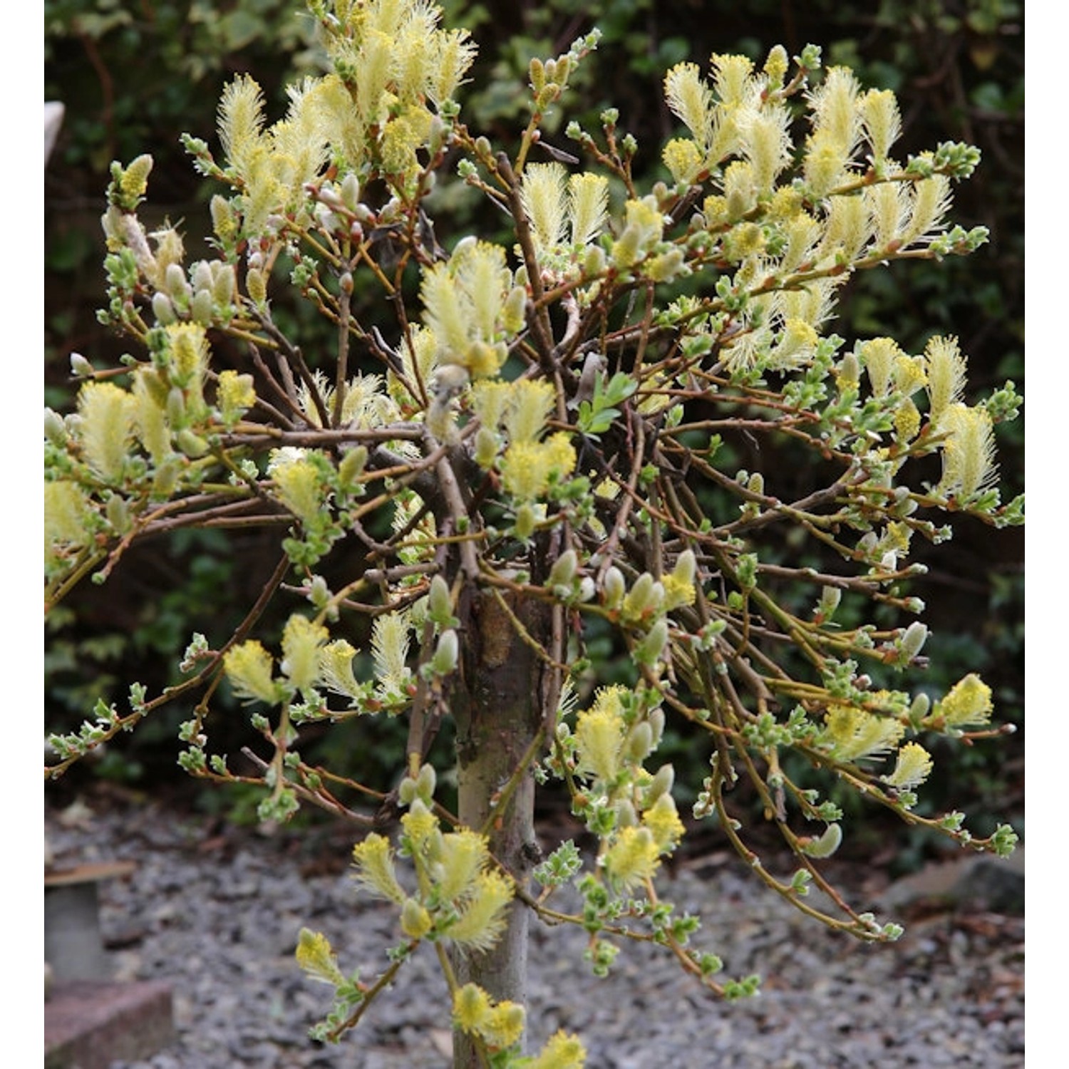 Hochstamm Kriechweide Voorthuizen 60-80cm - Salix repens günstig online kaufen