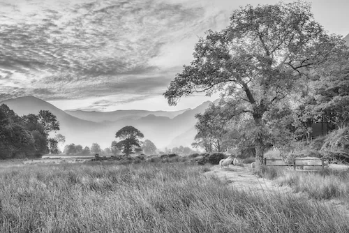 Papermoon Fototapete »LANDSCHAFT-SCHWARZ WEIßNATUR BÄUME BERGE GEBIRGE WALD günstig online kaufen