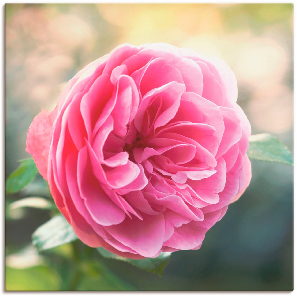 Artland Wandbild »Rosa Rose im Gegenlicht«, Blumen, (1 St.), als Leinwandbi günstig online kaufen