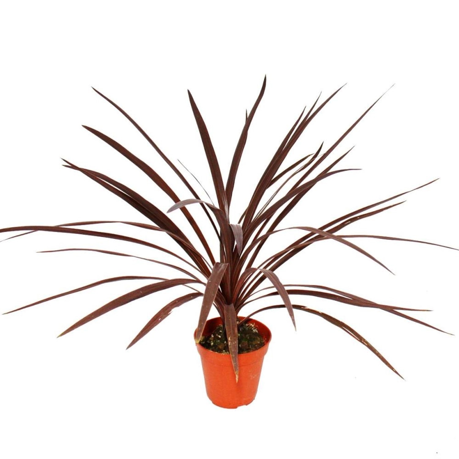 Exotenherz Rote Keulenlilie Cordyline australis Red Star 12cm Topf ca. 50cm günstig online kaufen