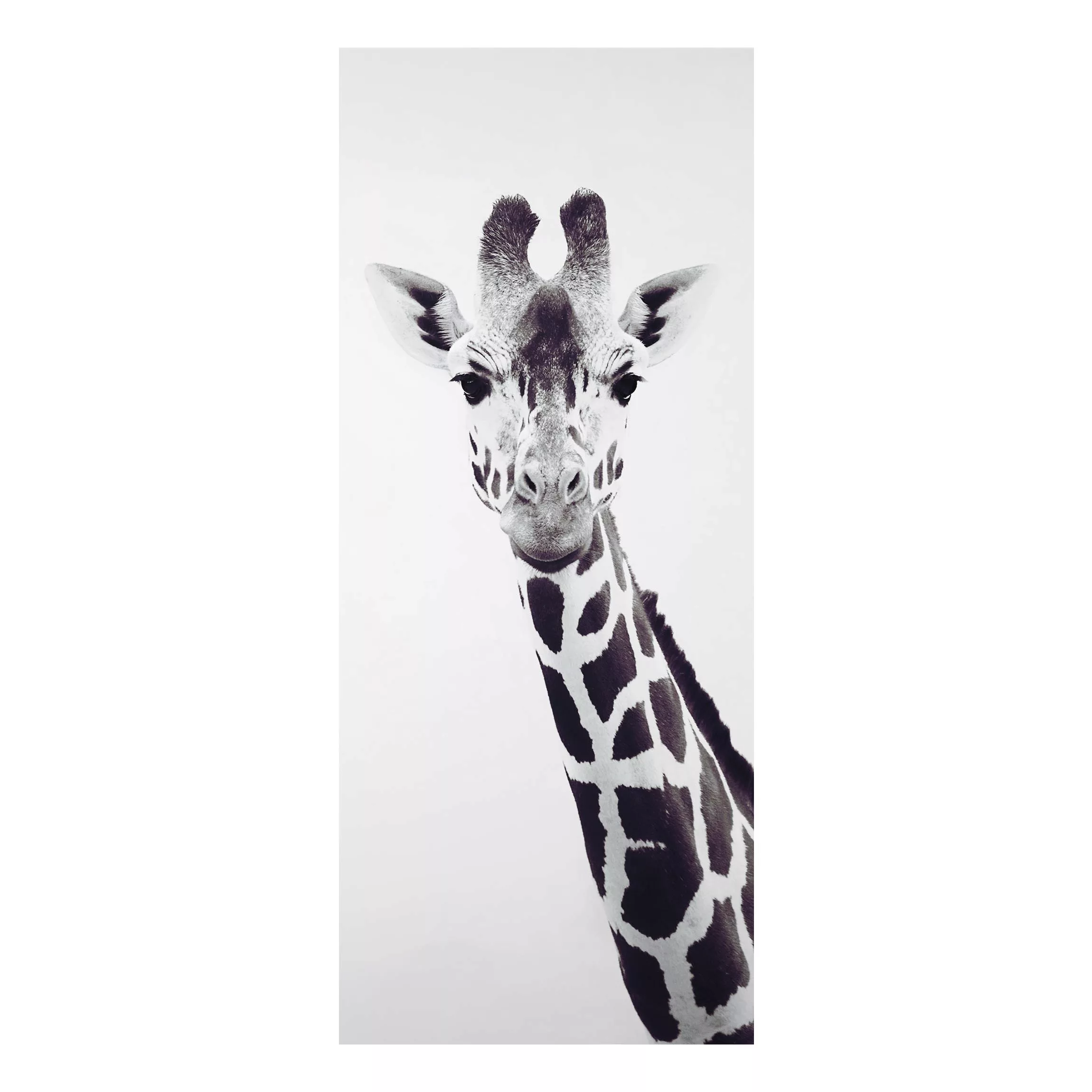 Alu-Dibond Bild Giraffen Portrait in Schwarz-weiß günstig online kaufen