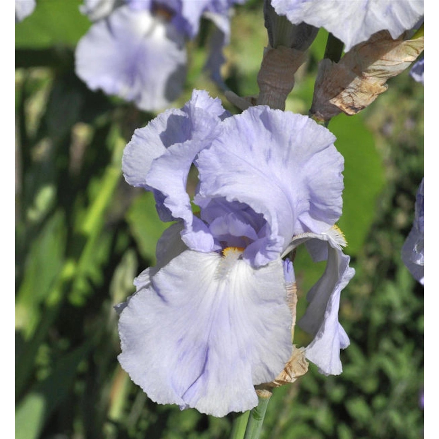 Schwertlilie Blue Sapphire - Iris barbata günstig online kaufen