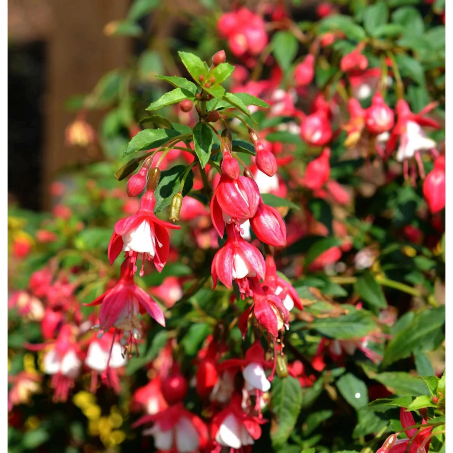 Fuchsie Lady Thumb - großer Topf - Fuchsia günstig online kaufen