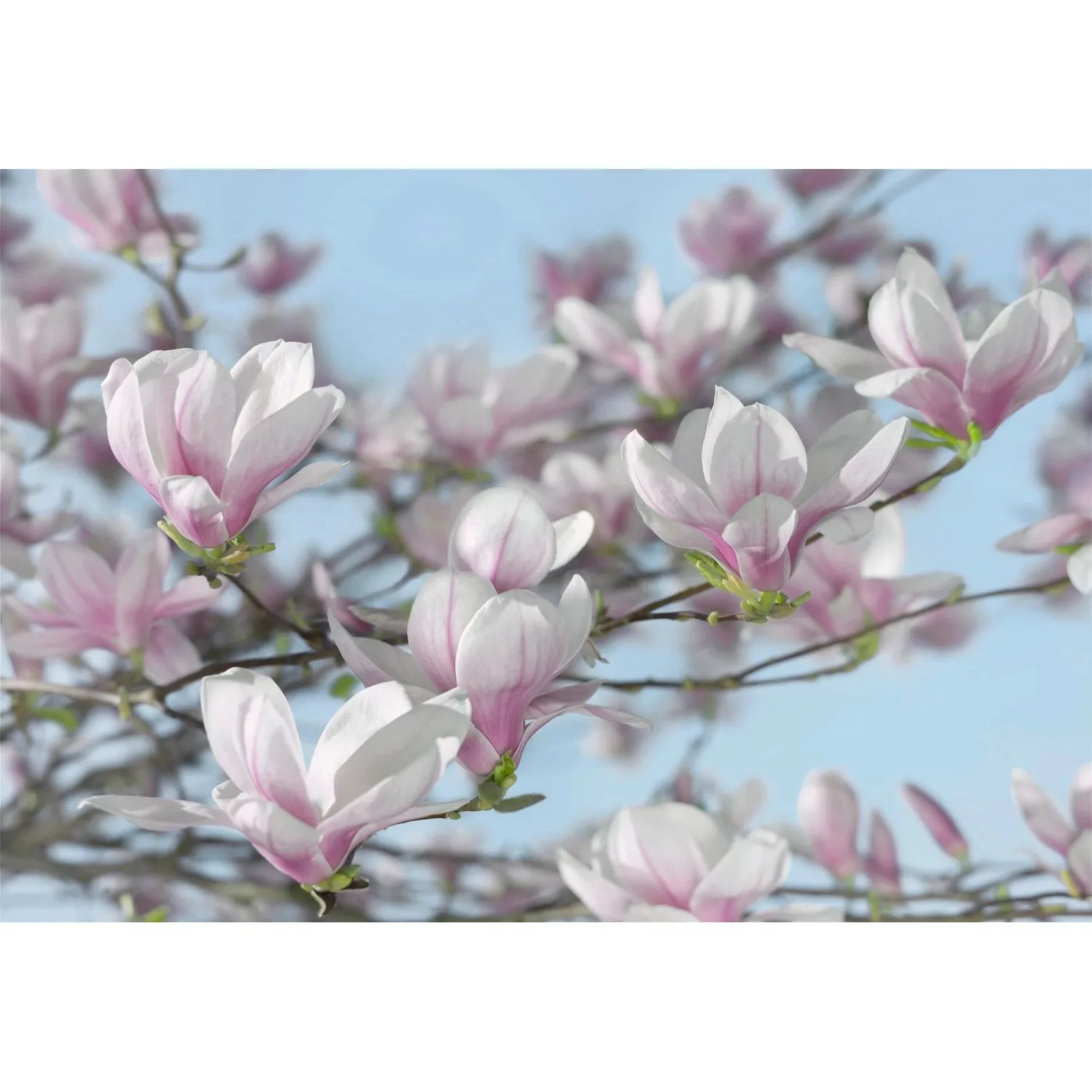 Komar Fototapete Magnolie Rosa und Blau 368 x 254 cm 611003 günstig online kaufen