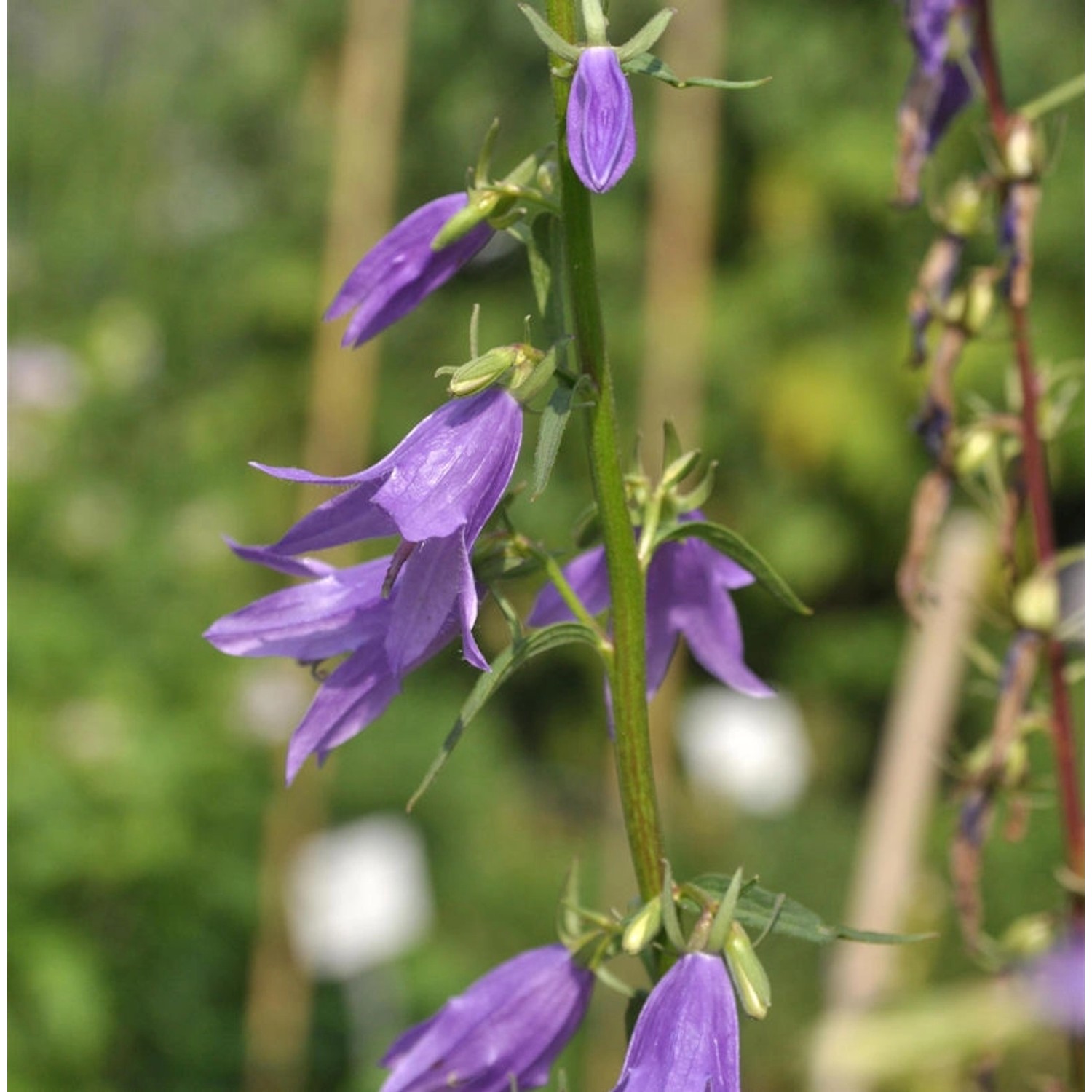 Rapunzelglockenblume - Campanula rapunculoides günstig online kaufen