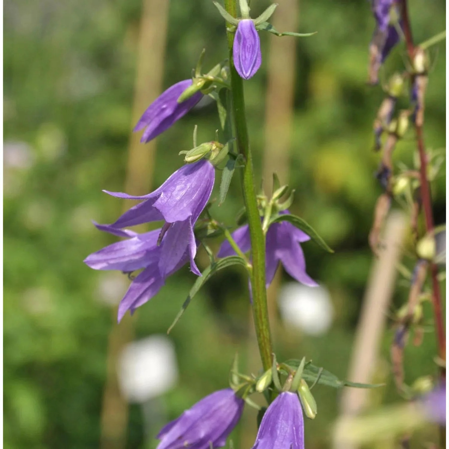 Rapunzelglockenblume - Campanula rapunculoides günstig online kaufen