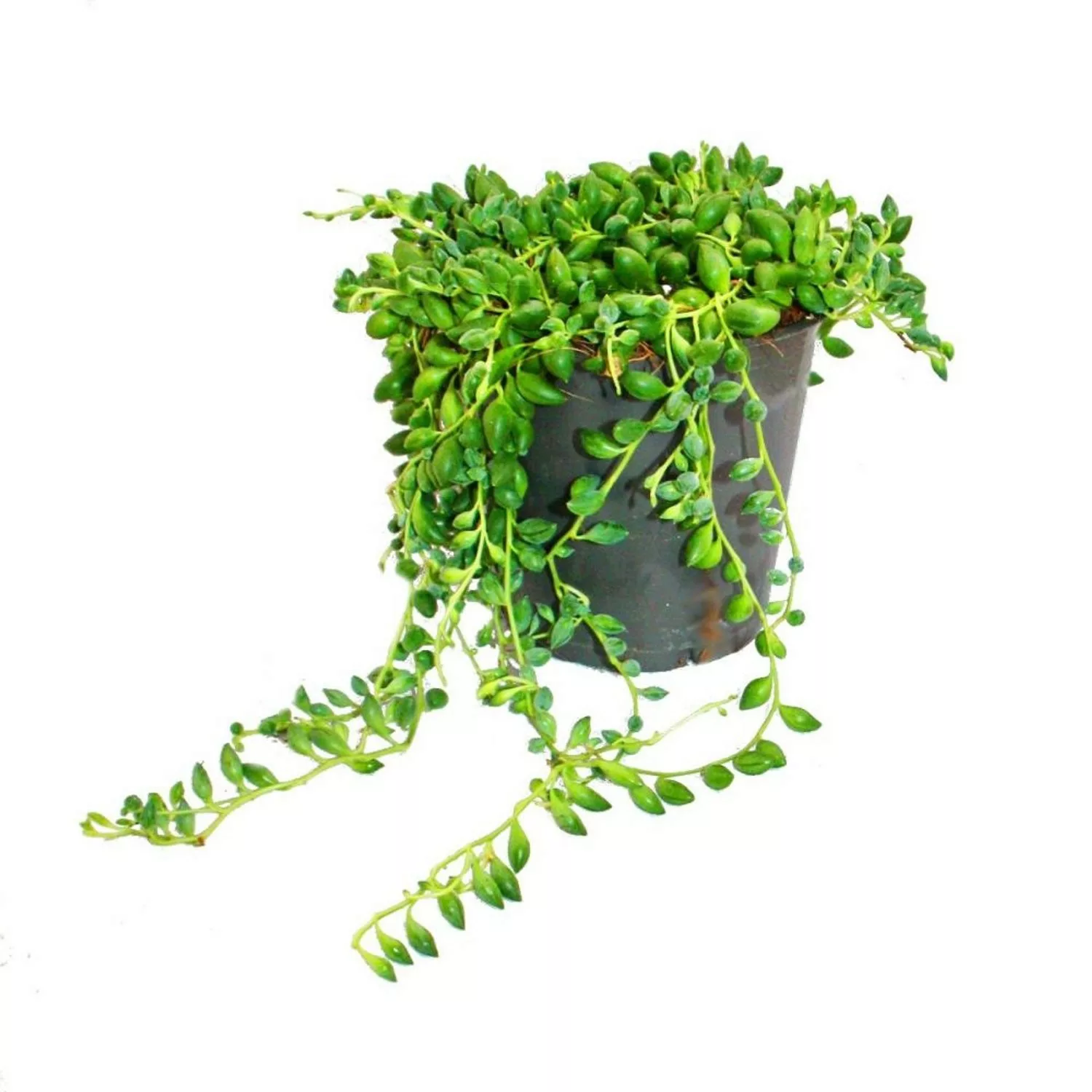 Exotenherz Erbse Am Band Senecio Herreanus im 9cm Topf günstig online kaufen
