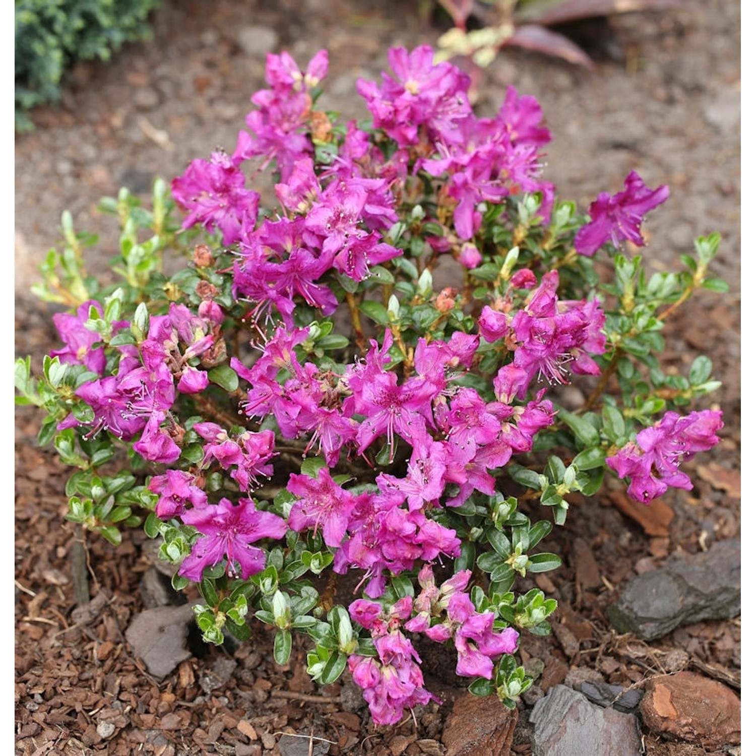 Kriech und Zwerg Rhododendron Select 25-30cm - Rhododendron radistrotum günstig online kaufen