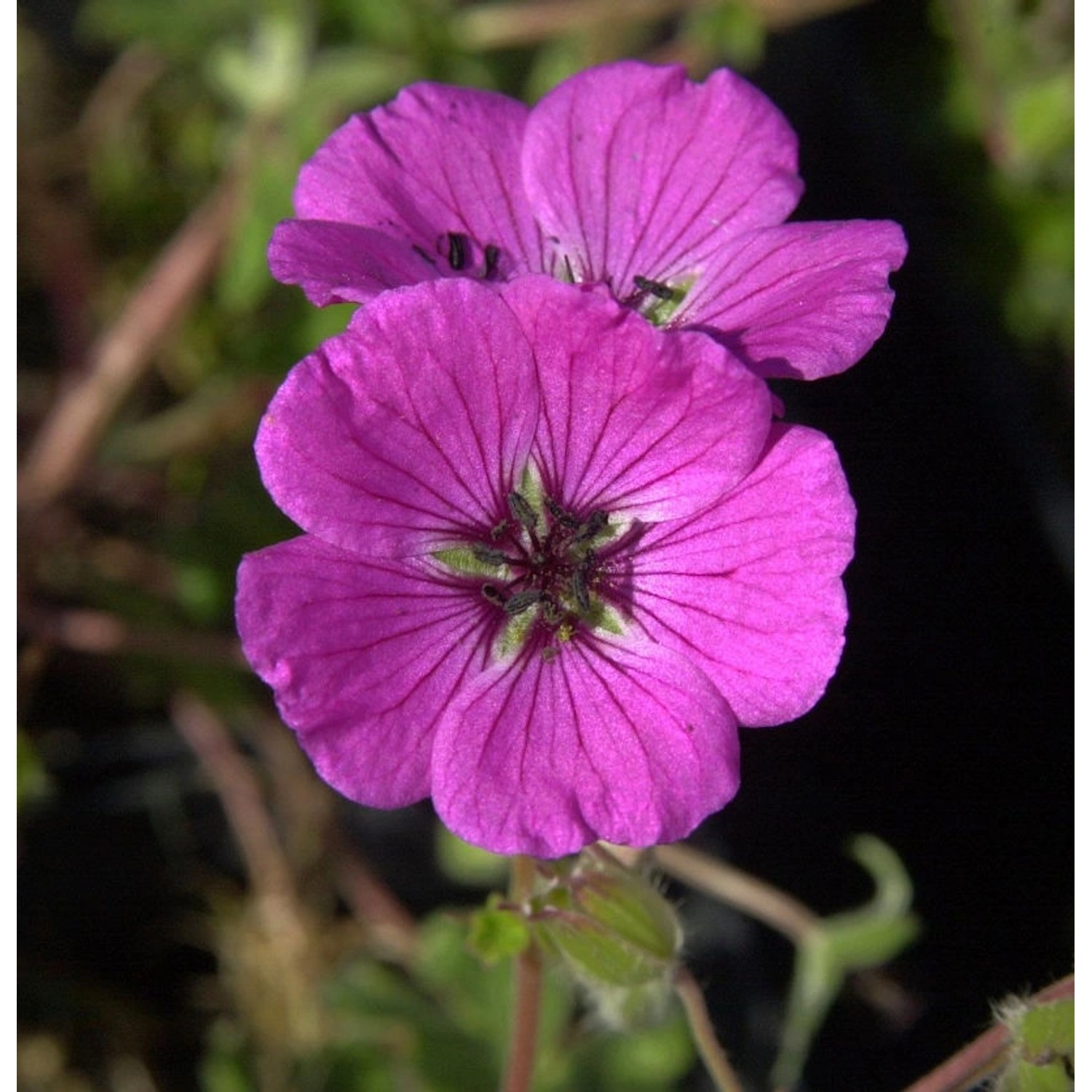 Storchenschnabel Splendens - Geranium cinereum günstig online kaufen