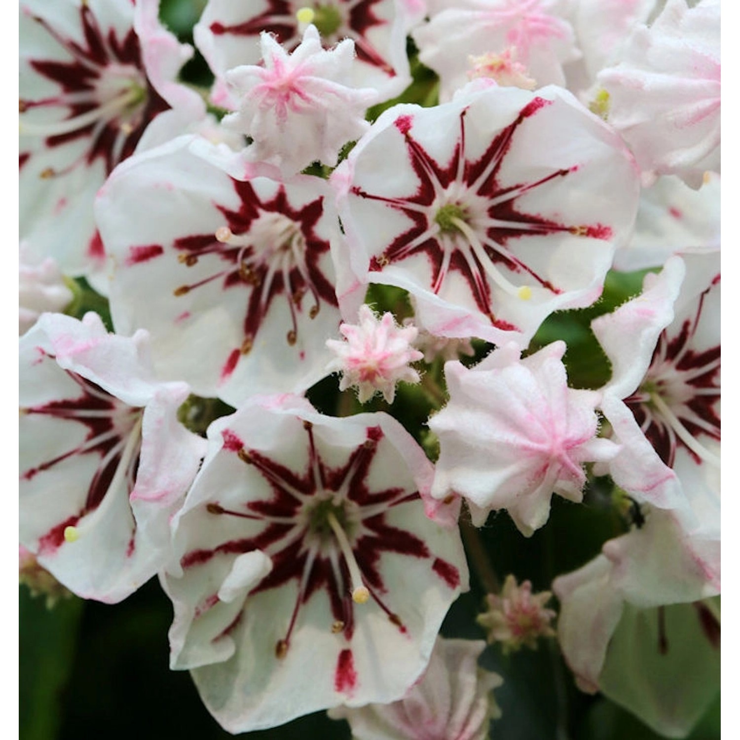 Berglorbeer Peppermint 25-30cm - Kalmia latifolia günstig online kaufen