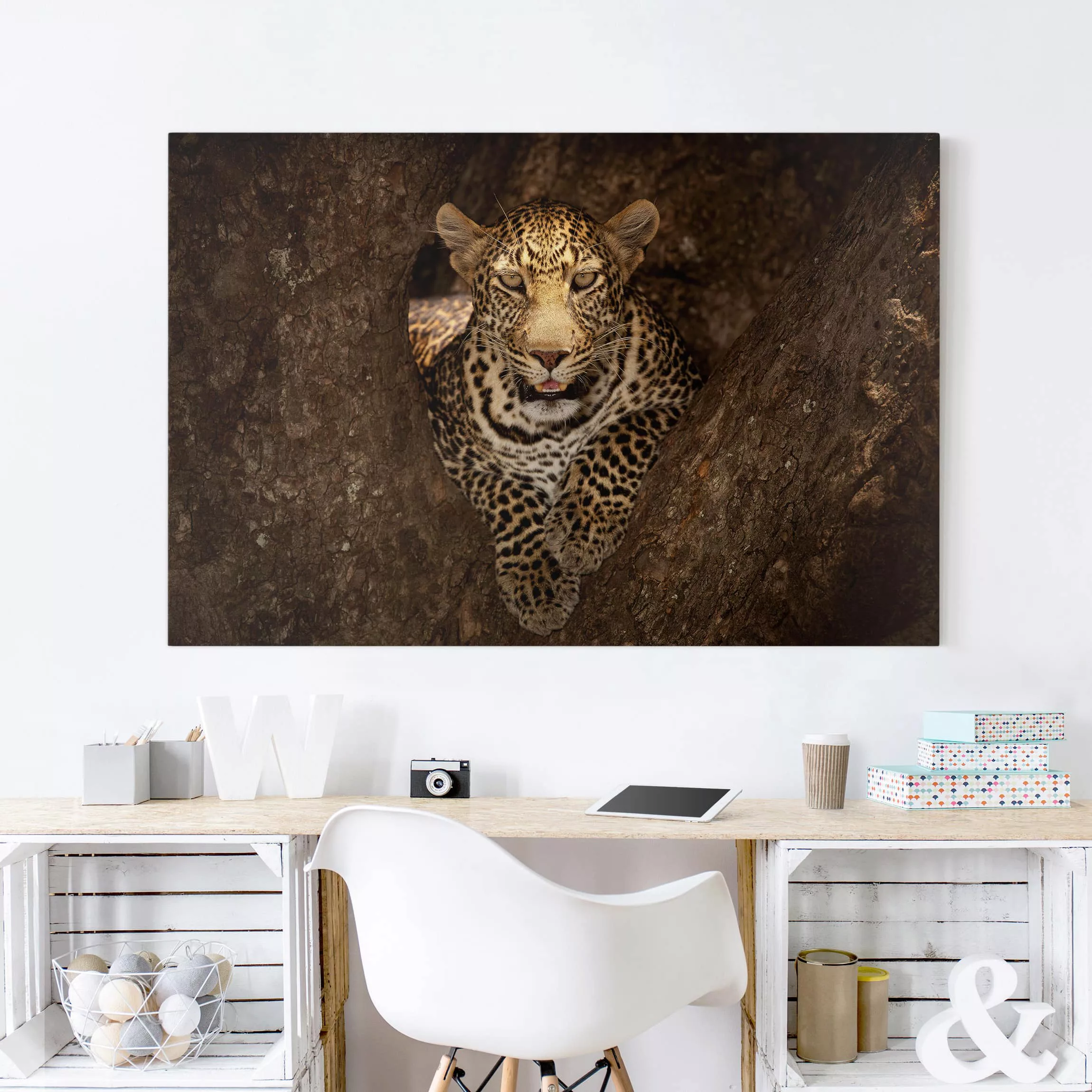 Leinwandbild Tiere - Querformat Leopard ruht auf einem Baum günstig online kaufen