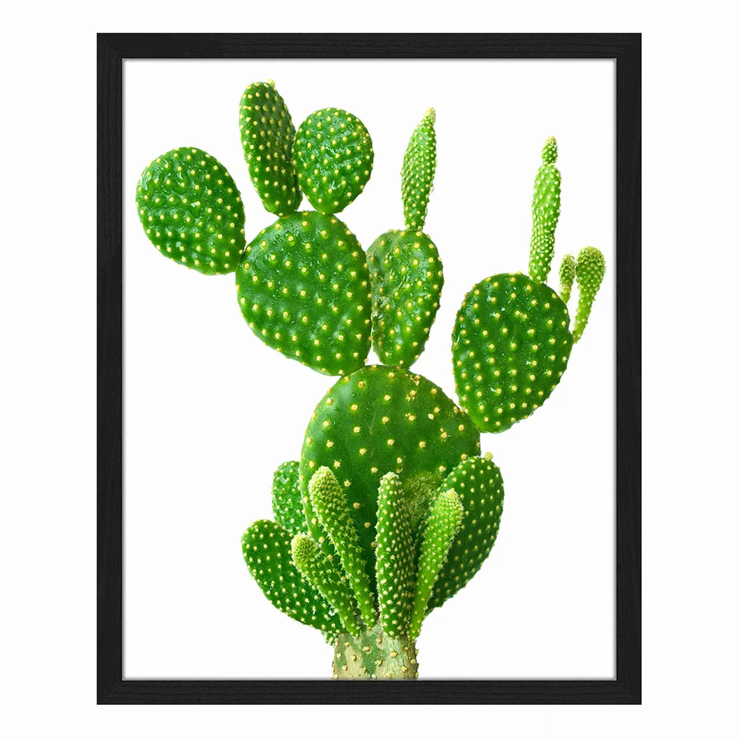 home24 Bild Cactus günstig online kaufen