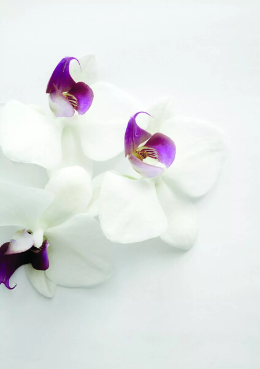 Poster / Leinwandbild - White Wild Orchid günstig online kaufen