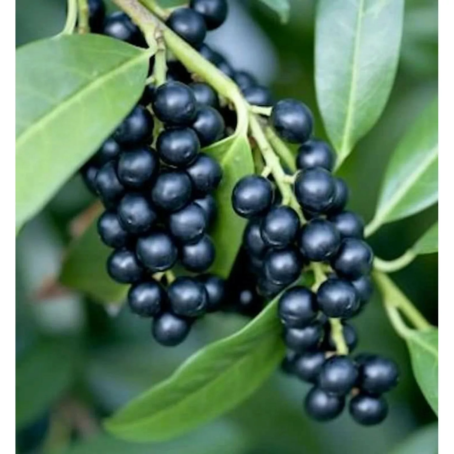 Lorbeerkirsche Zabliana 40-60cm - Prunus laurocerasus günstig online kaufen