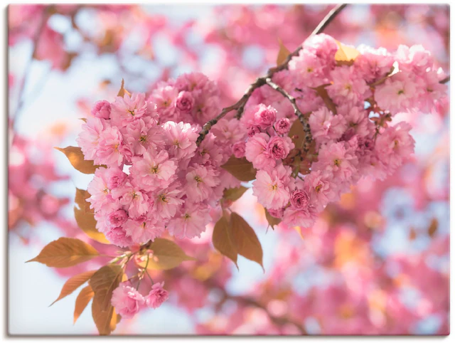 Artland Wandbild »Japanische Kirschblüte in Love I«, Blumen, (1 St.), als L günstig online kaufen