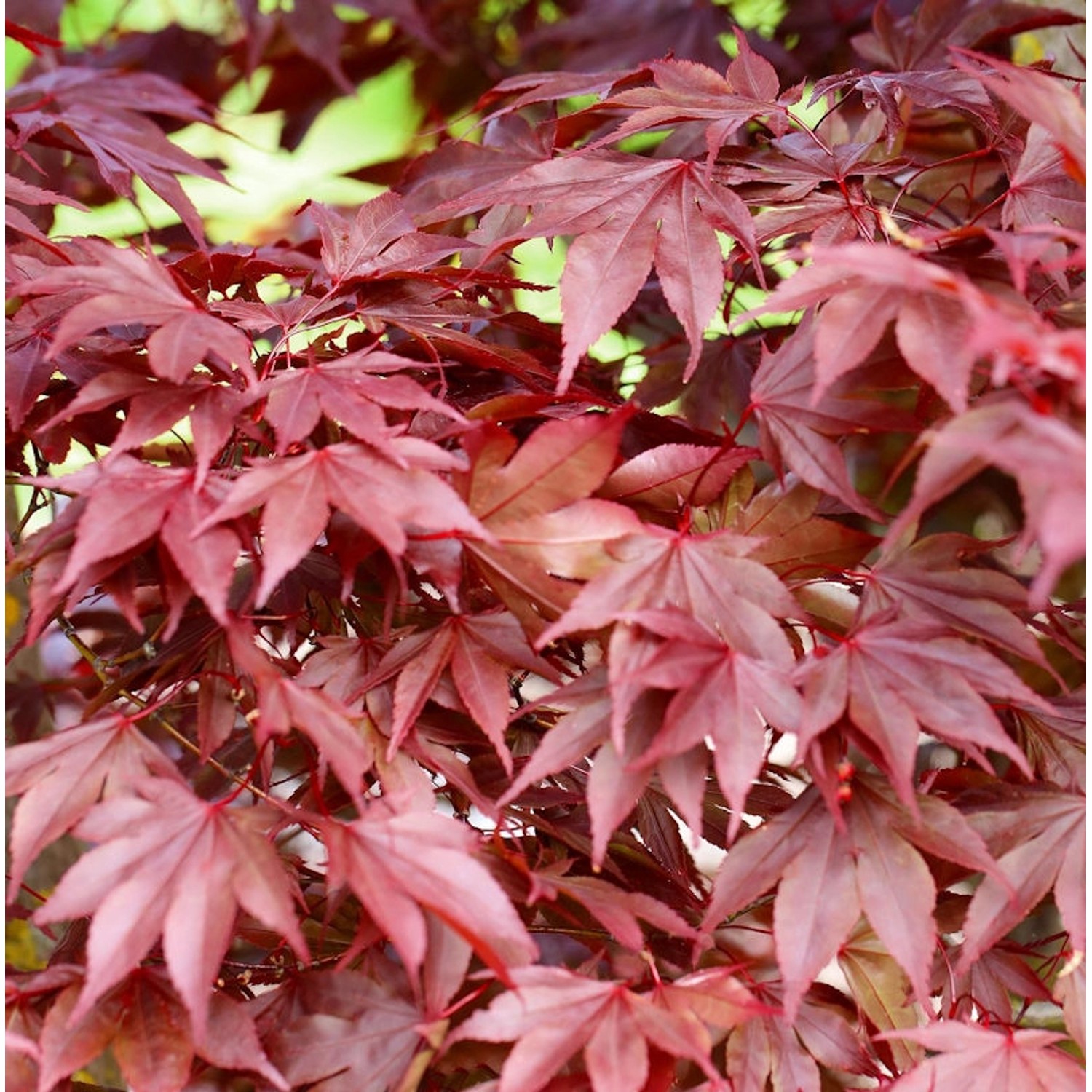 Fächerahorn Fireglow 125-150cm - Acer palmatum günstig online kaufen