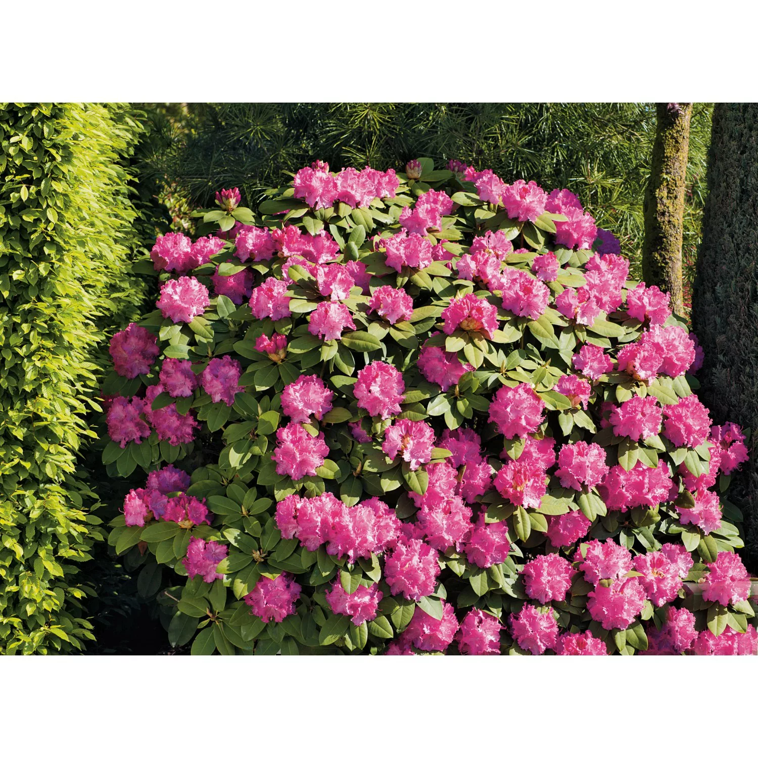 OBI Rhododendron-Hybride Germania Rosa Höhe ca. 30 - 40 cm Topf ca. 5 l günstig online kaufen