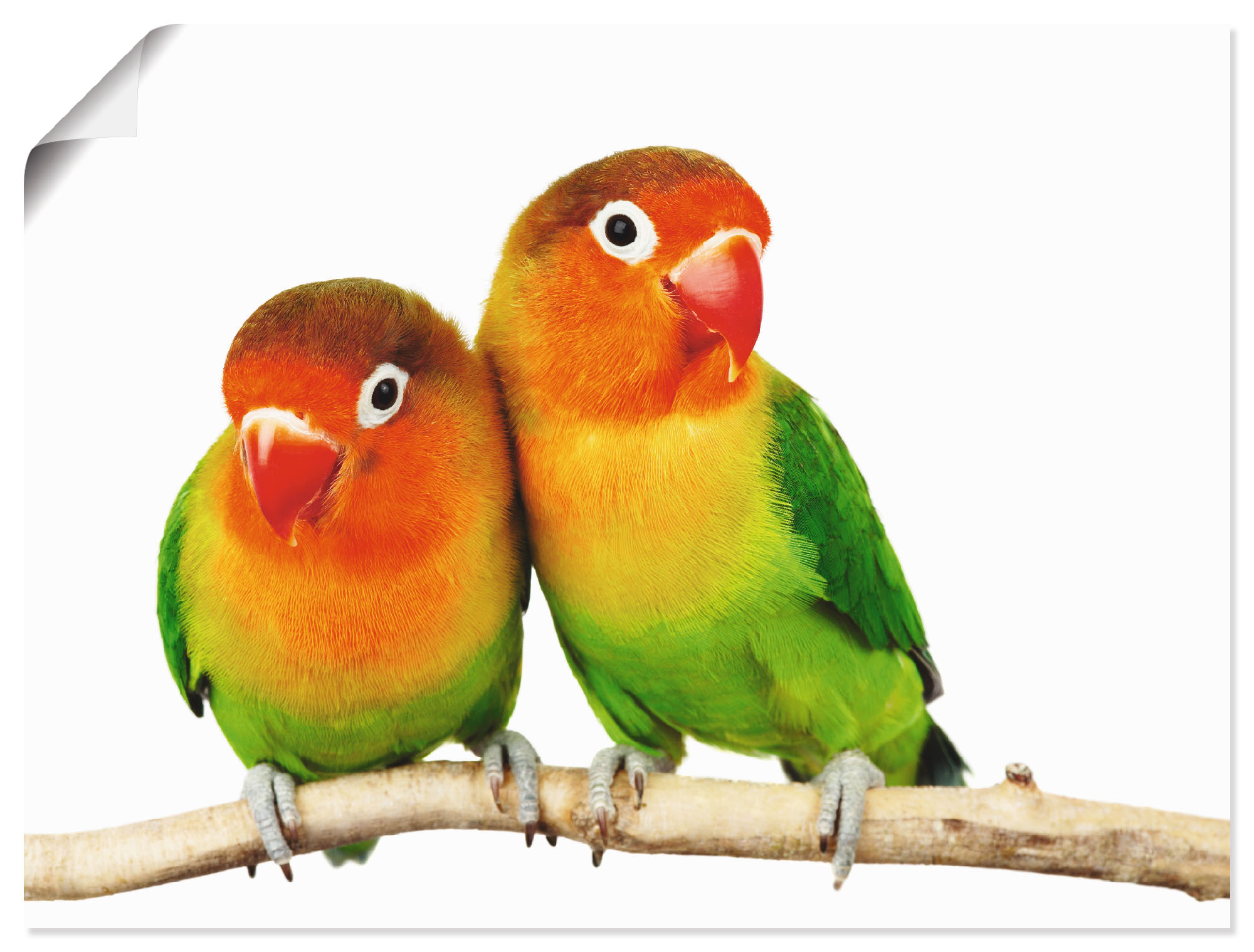 Artland Wandbild "Paar von Grauköpfchen - Papageien", Vögel, (1 St.), als L günstig online kaufen