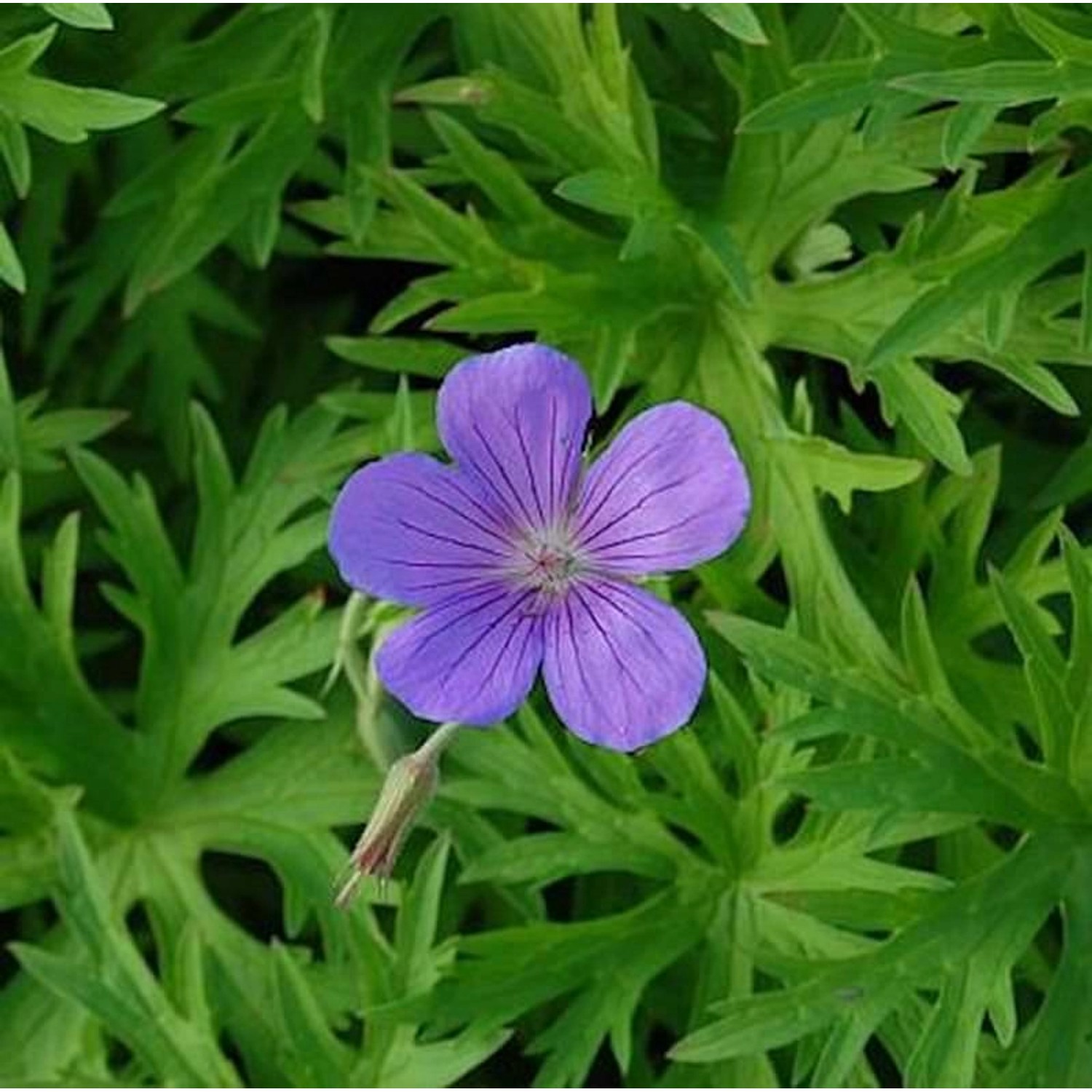 Garten Storchschnabel Nimbus - Geranium cinereum günstig online kaufen