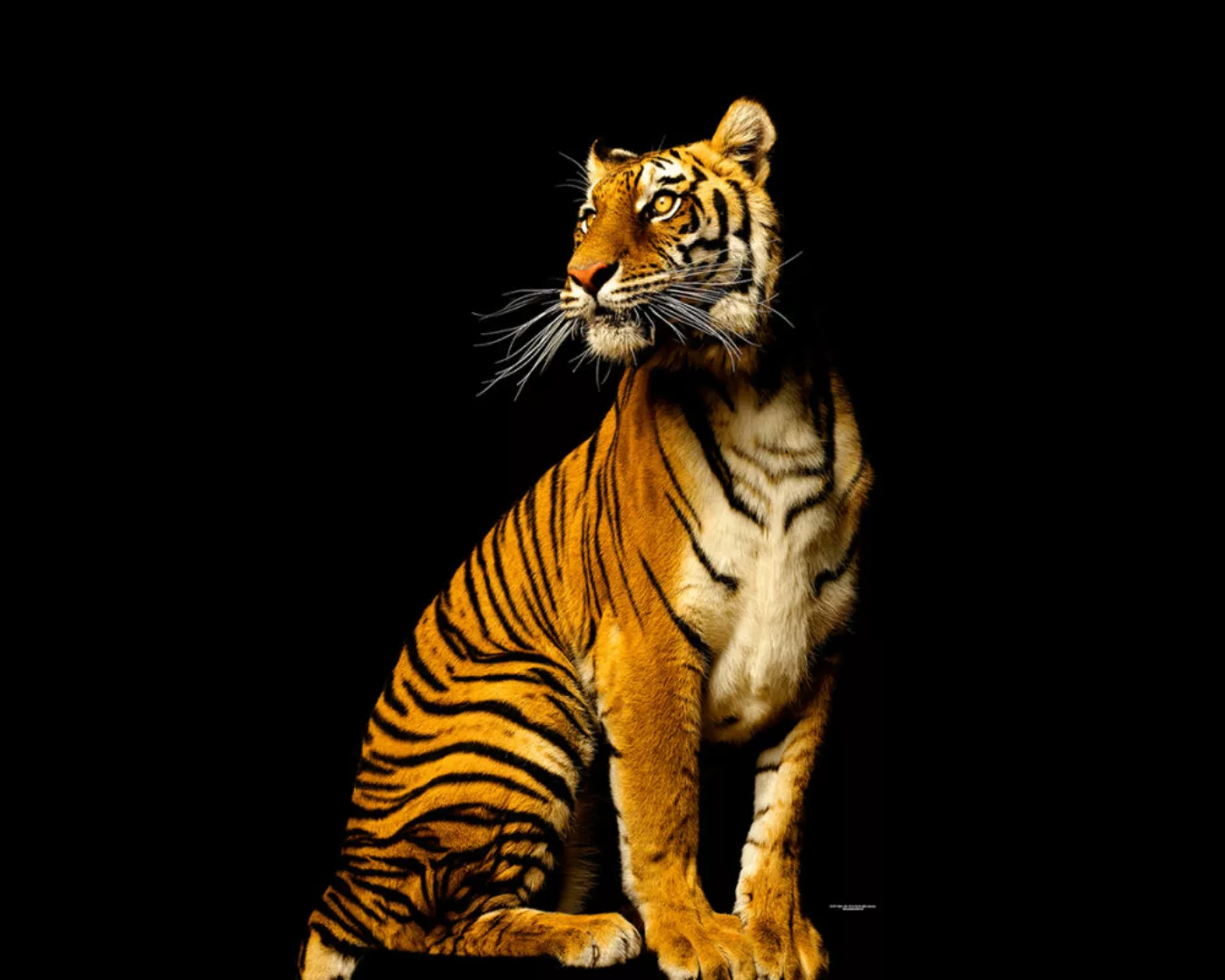 Fototapete "Tiger sitzend" 4,00x2,50 m / Glattvlies Perlmutt günstig online kaufen