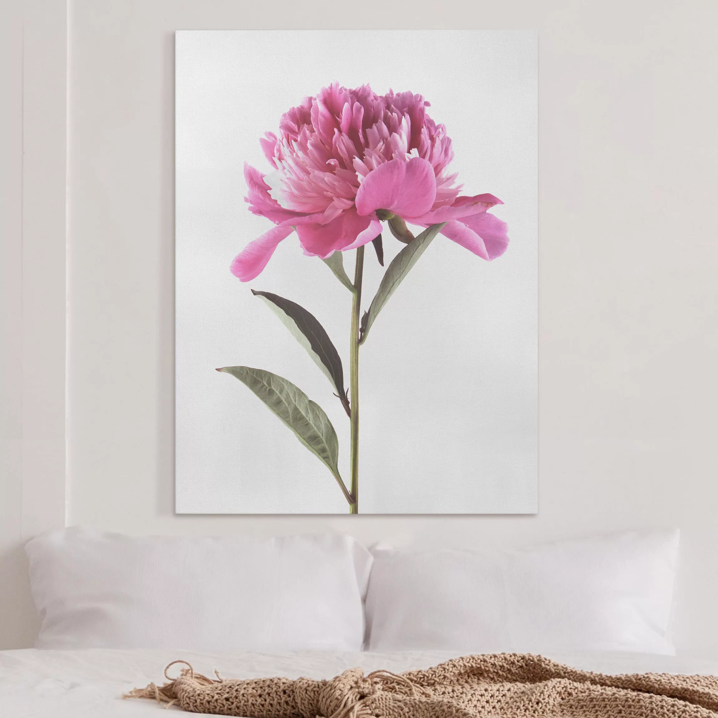 Leinwandbild Blumen - Hochformat Blühende Pfingstrose Pink auf Weiß günstig online kaufen