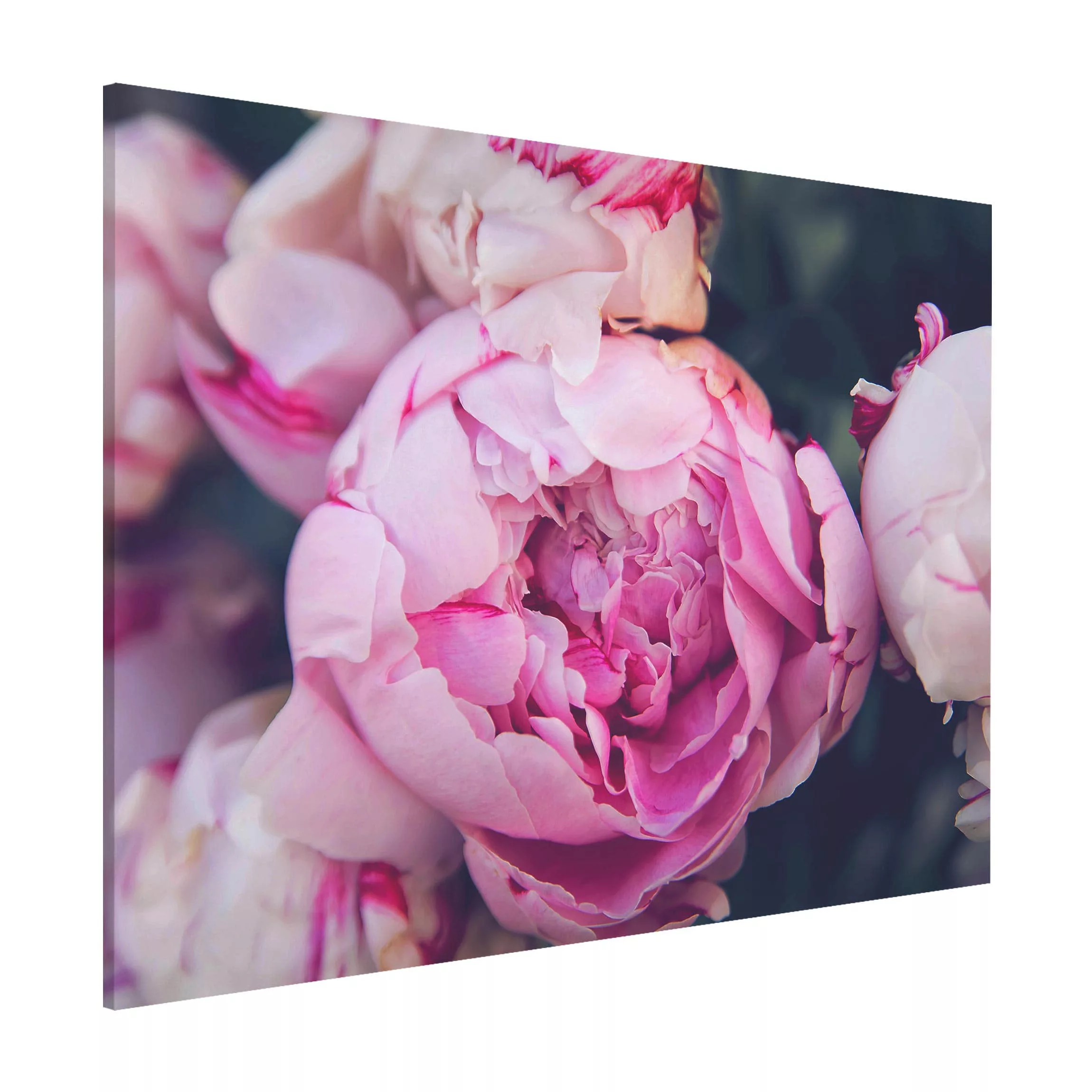 Magnettafel Blumen - Querformat 4:3 Pfingstrosenblüte Shabby günstig online kaufen