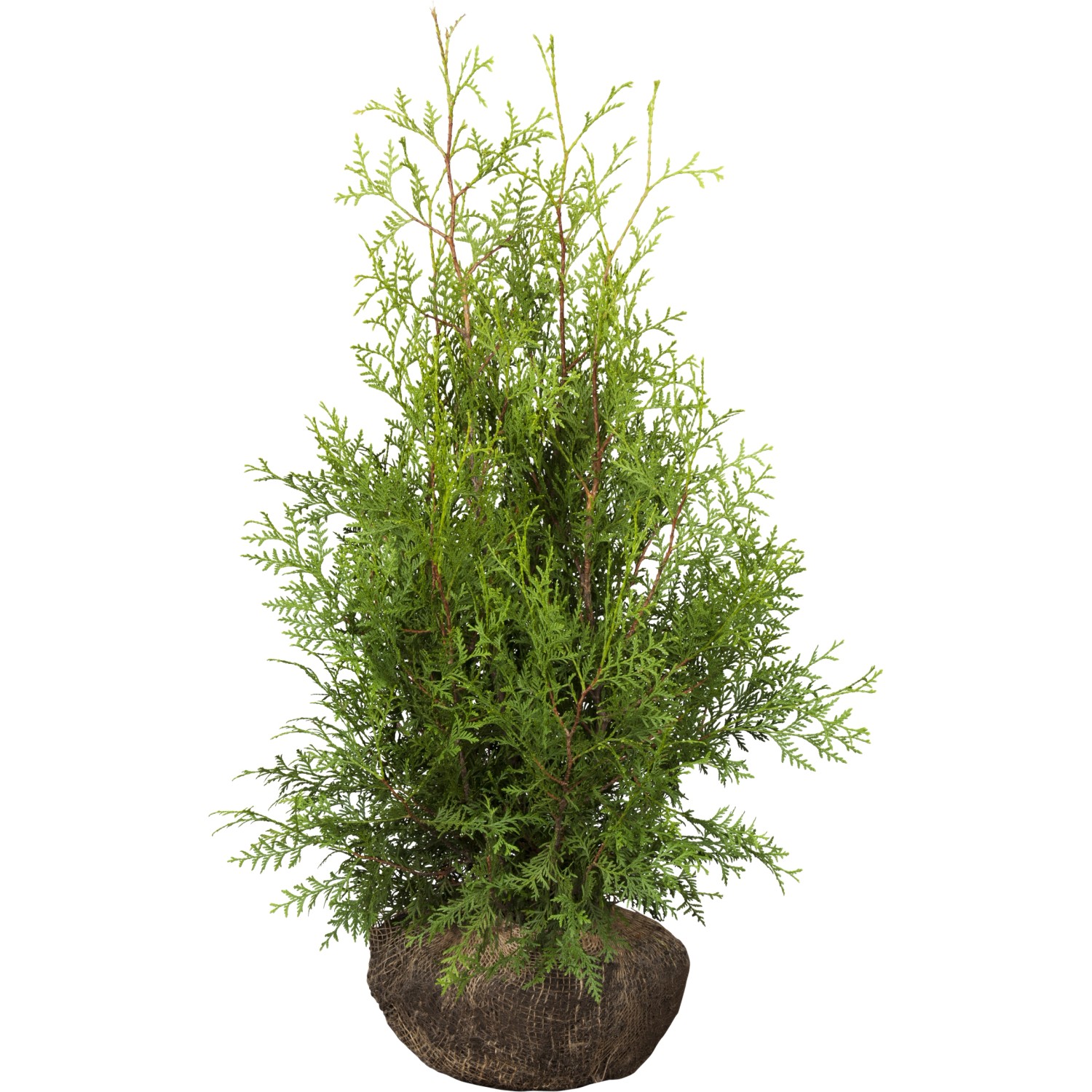 Lebensbaum Smaragd Set à 30 Stück Höhe ca. 80 - 100 cm Ballenware Thuja günstig online kaufen