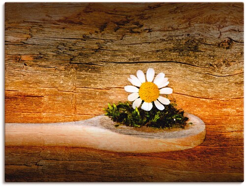 Artland Wandbild »Kamille«, Blumen, (1 St.), als Leinwandbild, Wandaufklebe günstig online kaufen