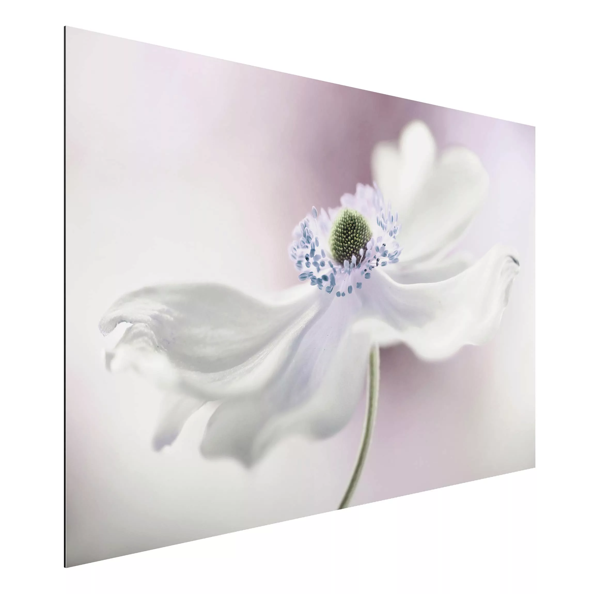 Alu-Dibond Bild Blumen - Querformat 3:2 Anemonenbrise günstig online kaufen