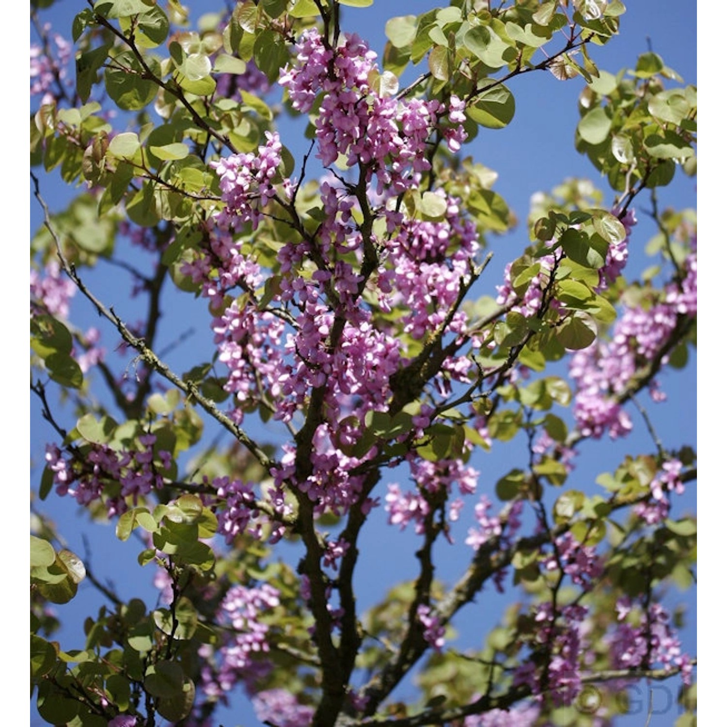 Gemeiner Judasbaum 100-125cm - Cercis siliquastrum günstig online kaufen