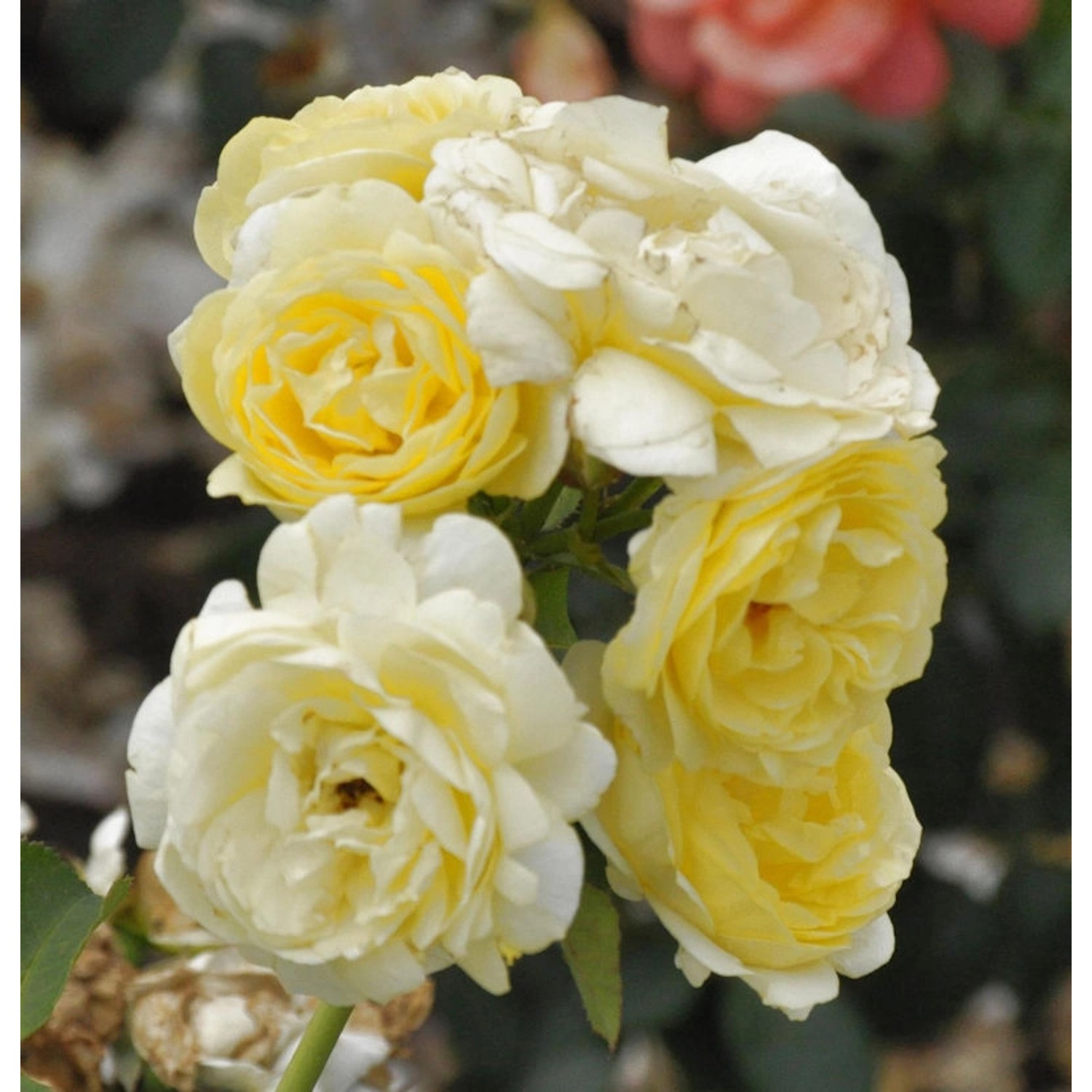 Nostalgierose Golden Border 30-60cm günstig online kaufen