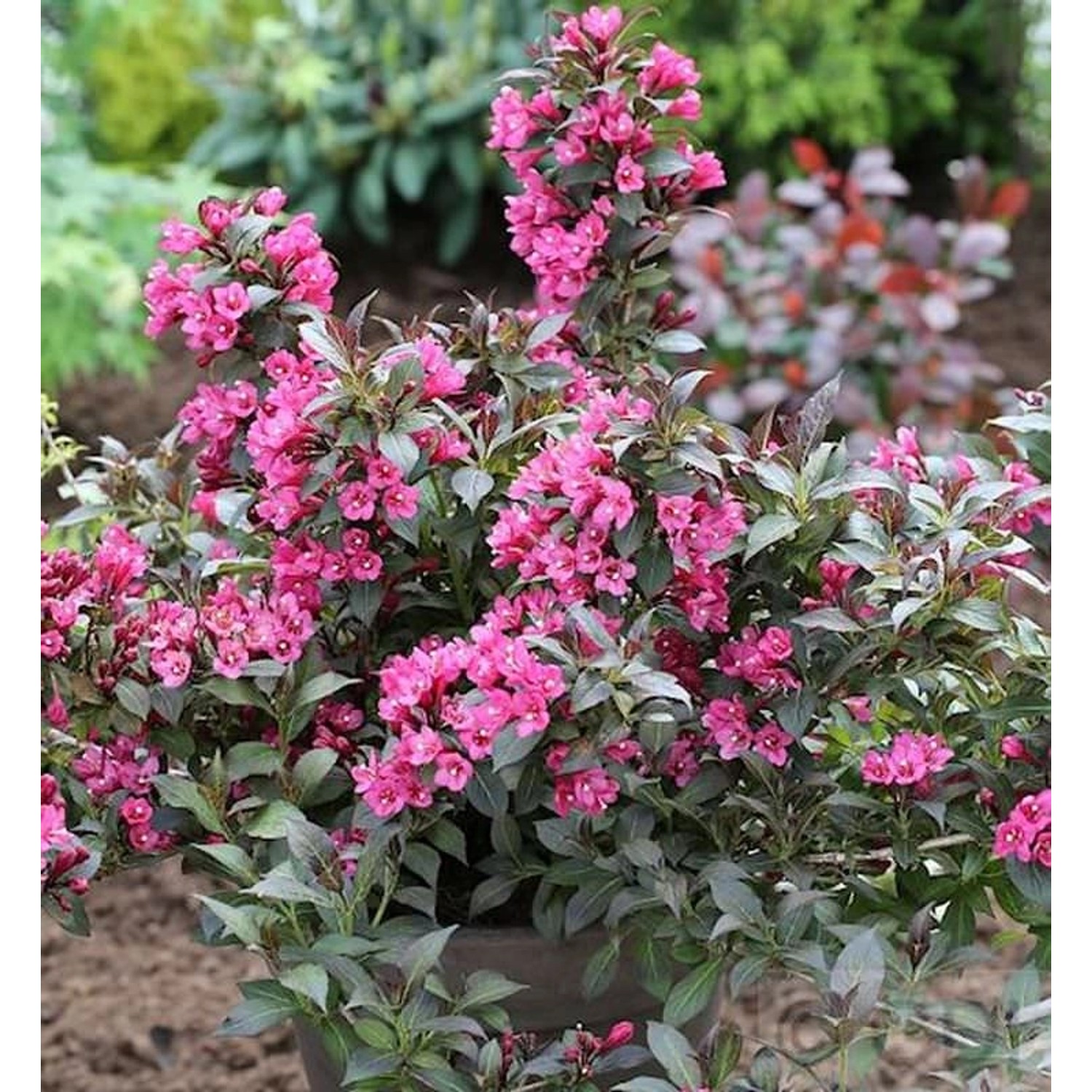 Weigelie Minor Black 40-60cm - Weigela florida günstig online kaufen