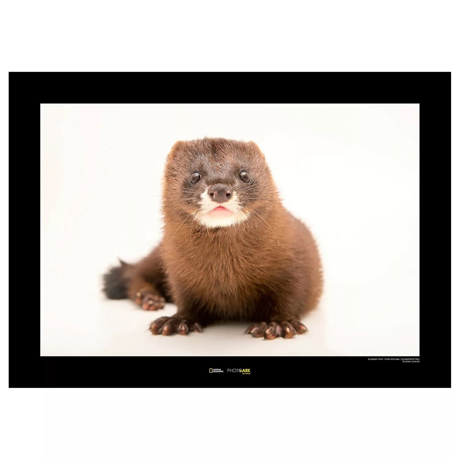 KOMAR Wandbild - European Mink - Größe: 70 x 50 cm mehrfarbig Gr. one size günstig online kaufen