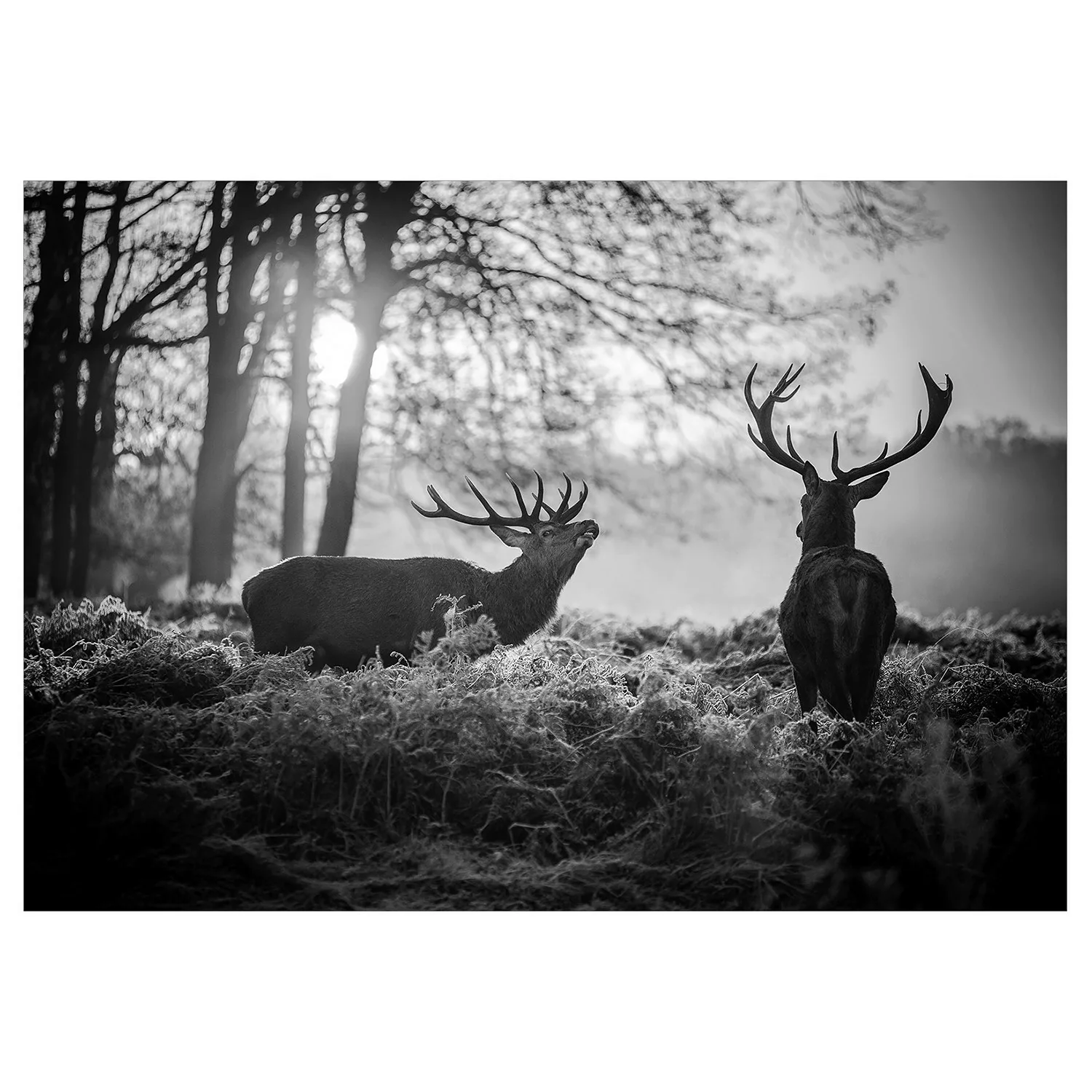 Selbstklebende Fototapete - Deers in the Morning günstig online kaufen