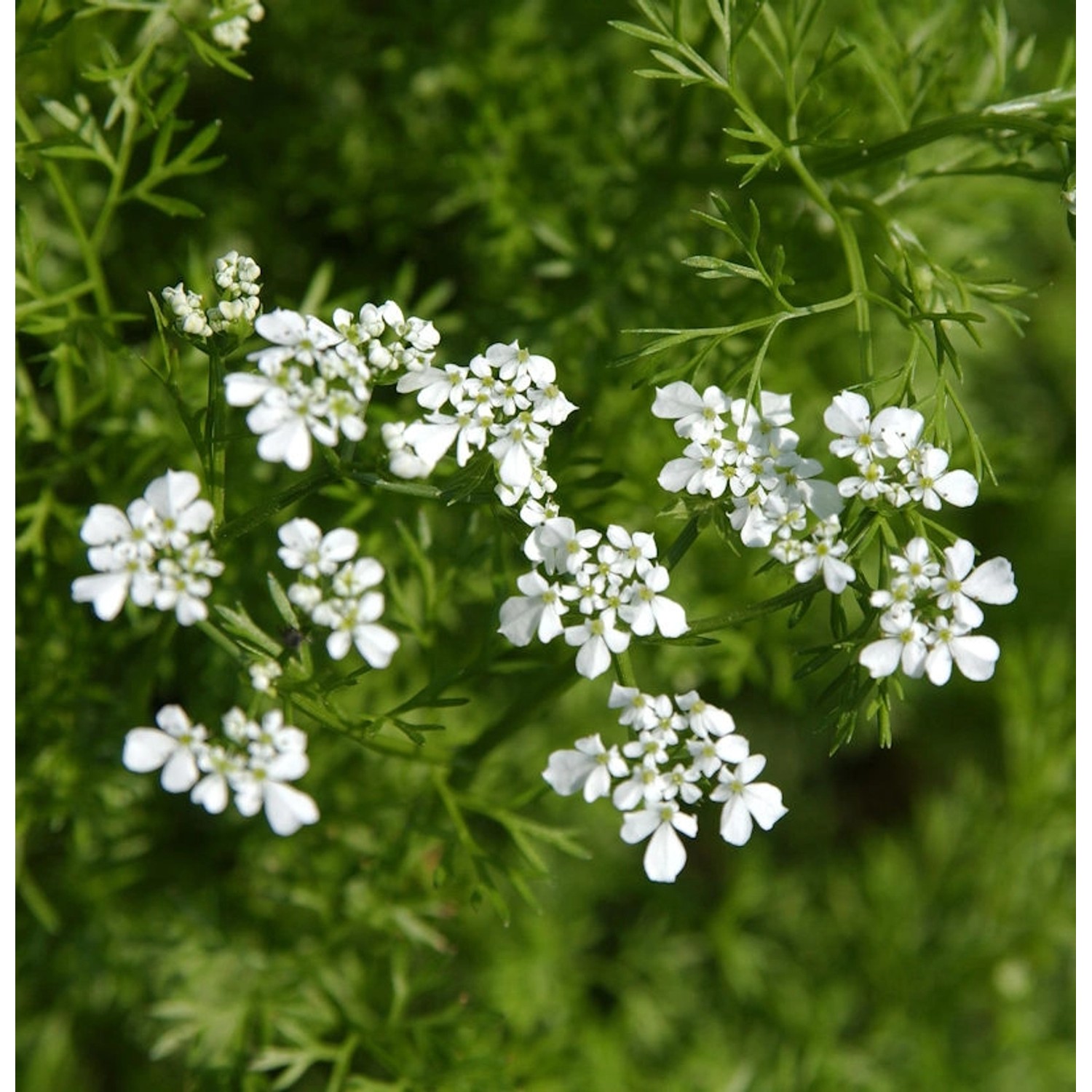 Garten Kerbel - Anthriscus cerefolium günstig online kaufen