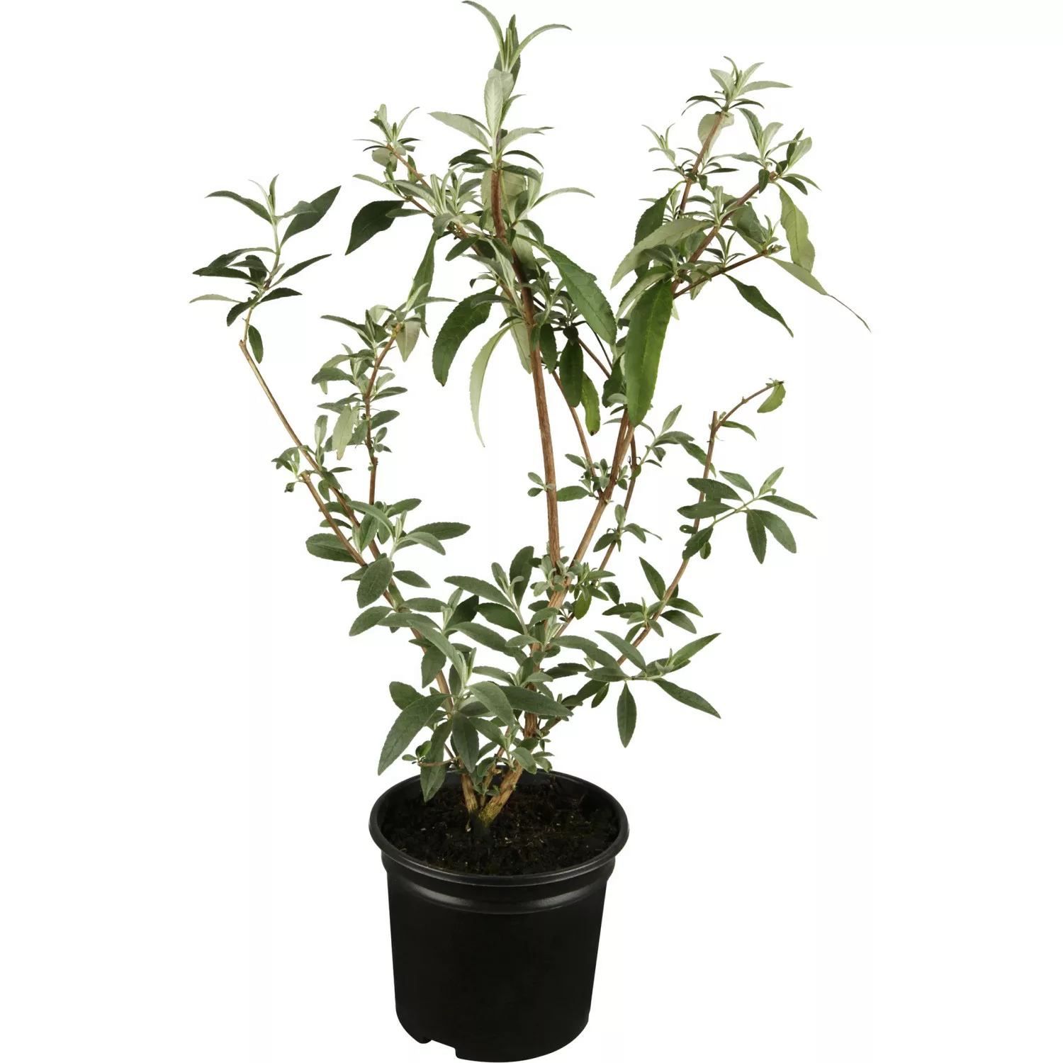 OBI Sommerflieder Rot Höhe ca. 10 - 20 cm Topf ca. 3 l Buddleja günstig online kaufen