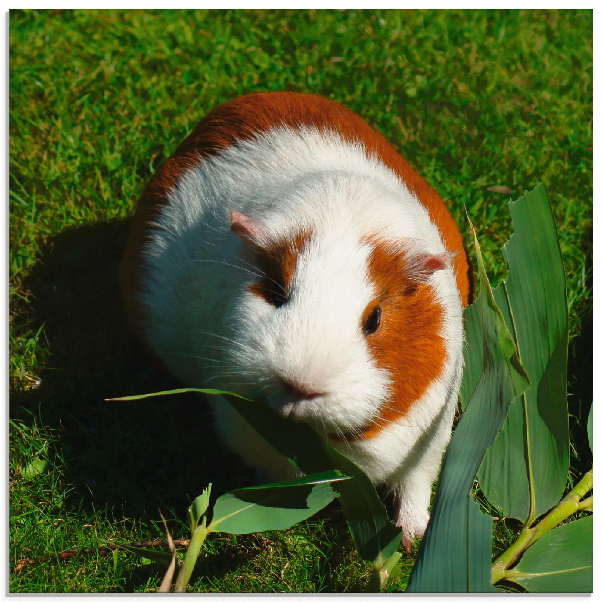 Artland Glasbild »Orange weißes Meerschweinchen«, Haustiere, (1 St.), in ve günstig online kaufen
