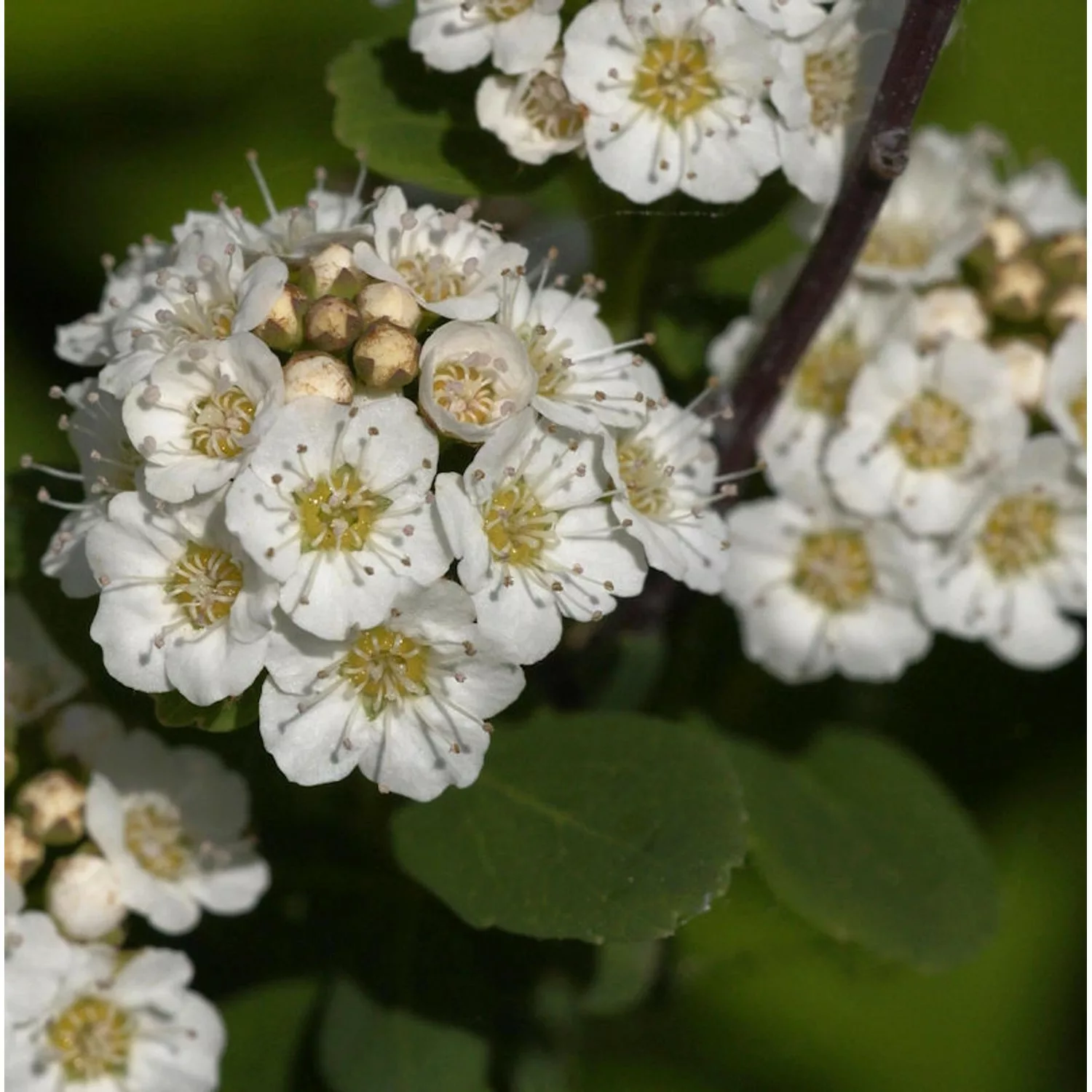 Birkenblättrige Spiere Tor Gold 20-30cm - Spiraea betulifolia günstig online kaufen