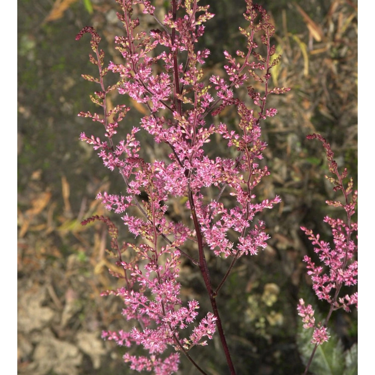 Prachtspiere Köln - Astilbe japonica günstig online kaufen