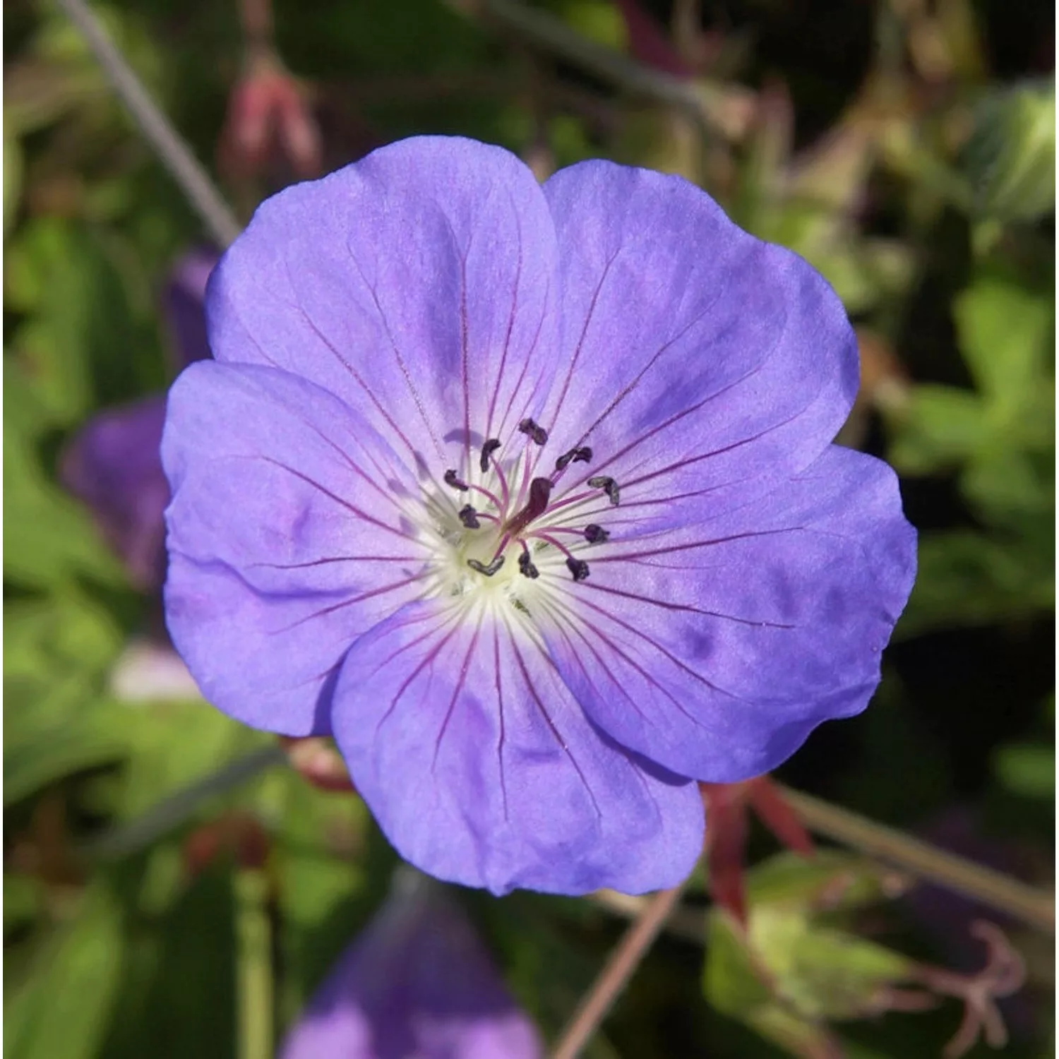 Storchenschnabel Rozanne - Geranium wallichianum günstig online kaufen