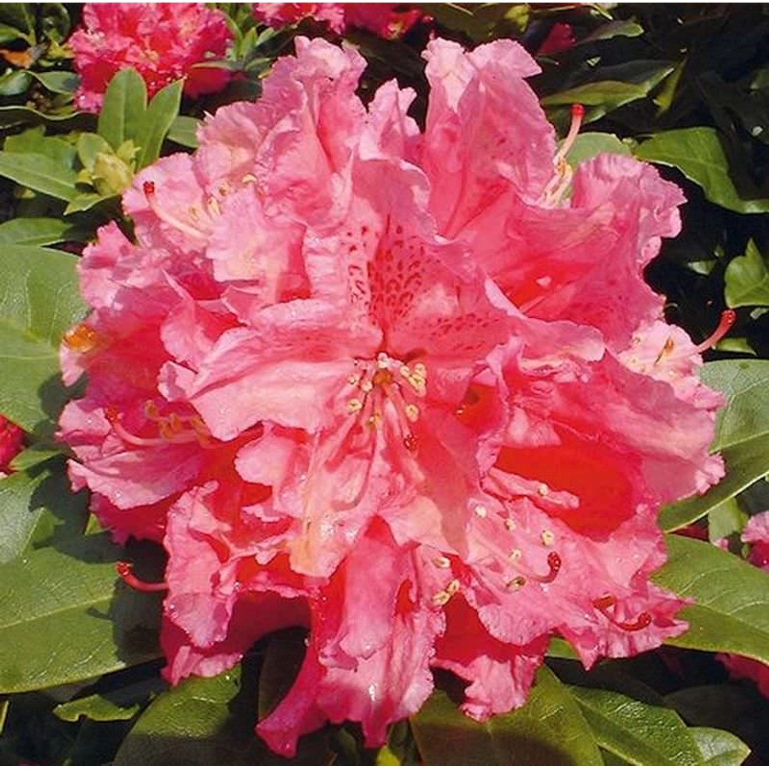 Großblumige Rhododendron Rocket 30-40cm - Alpenrose günstig online kaufen