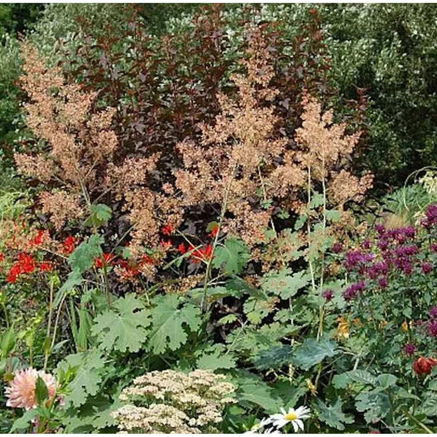 Federmohn Kelway´s Coral Plum - Macleaya micocarpa günstig online kaufen